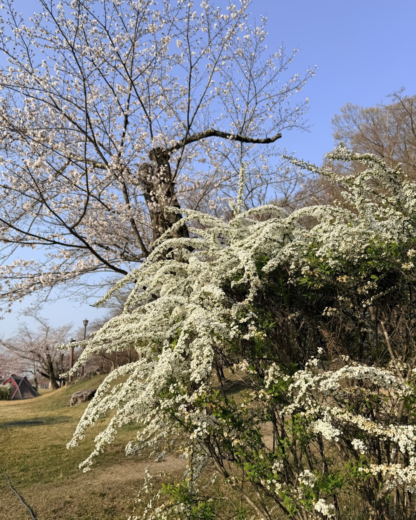 水源公園のユキヤナギ