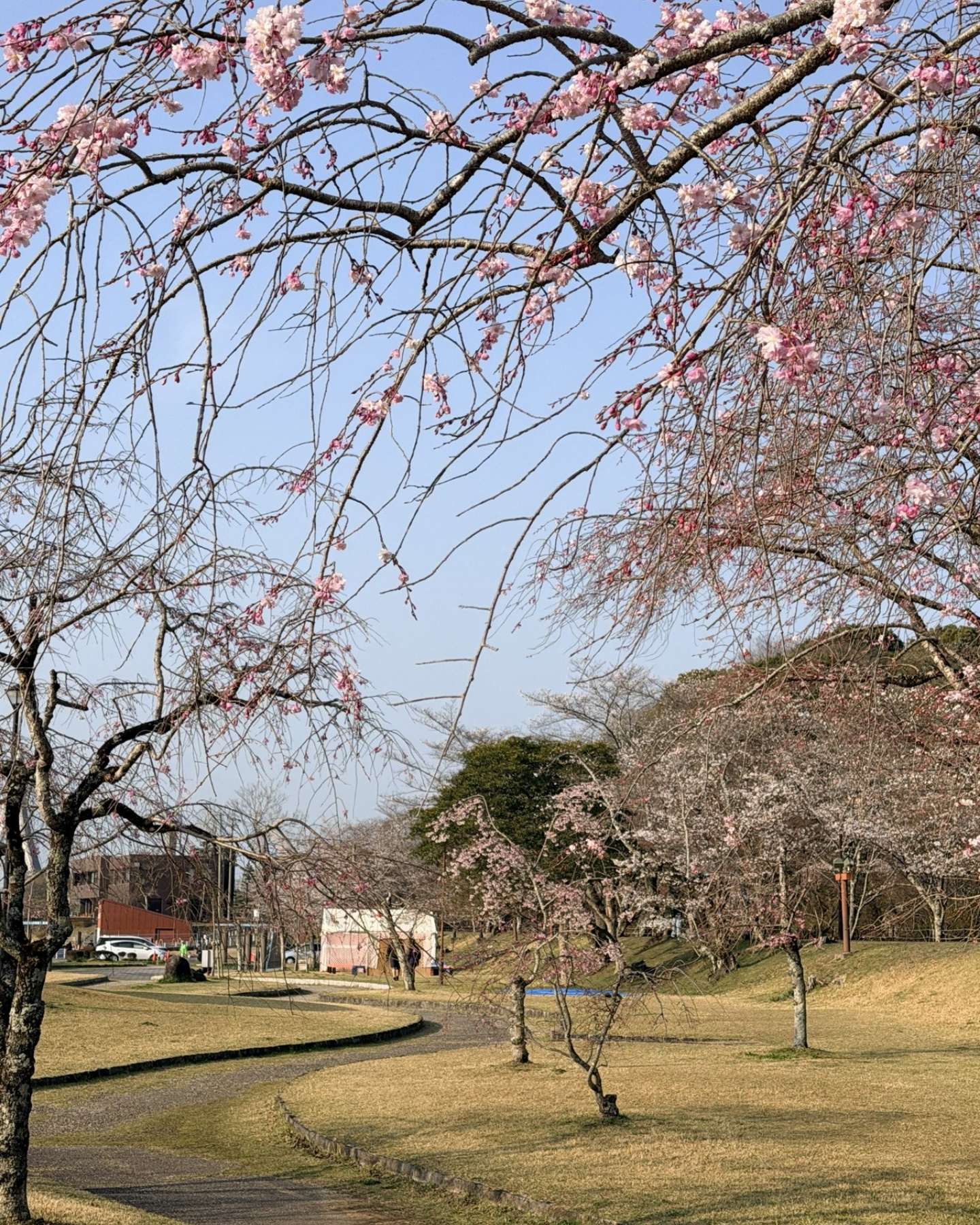 水源公園の園内の桜