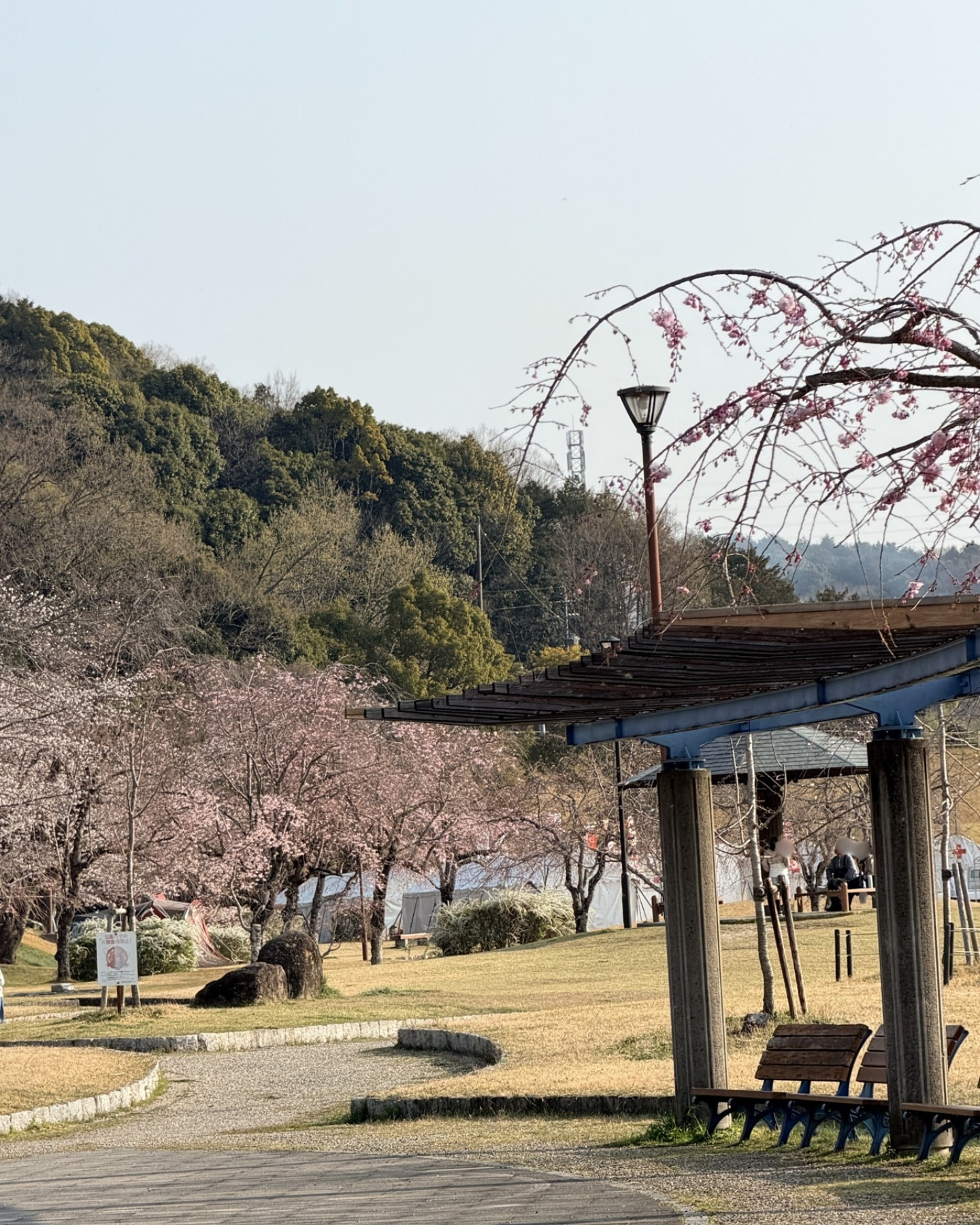 水源公園の東屋のある芝生広場
