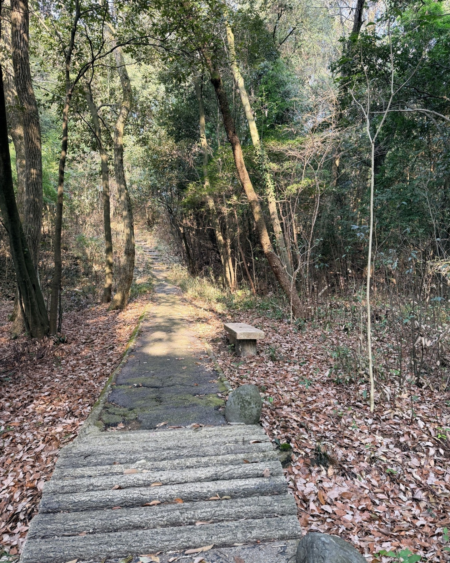 水源公園の川下側の雑木林の小道