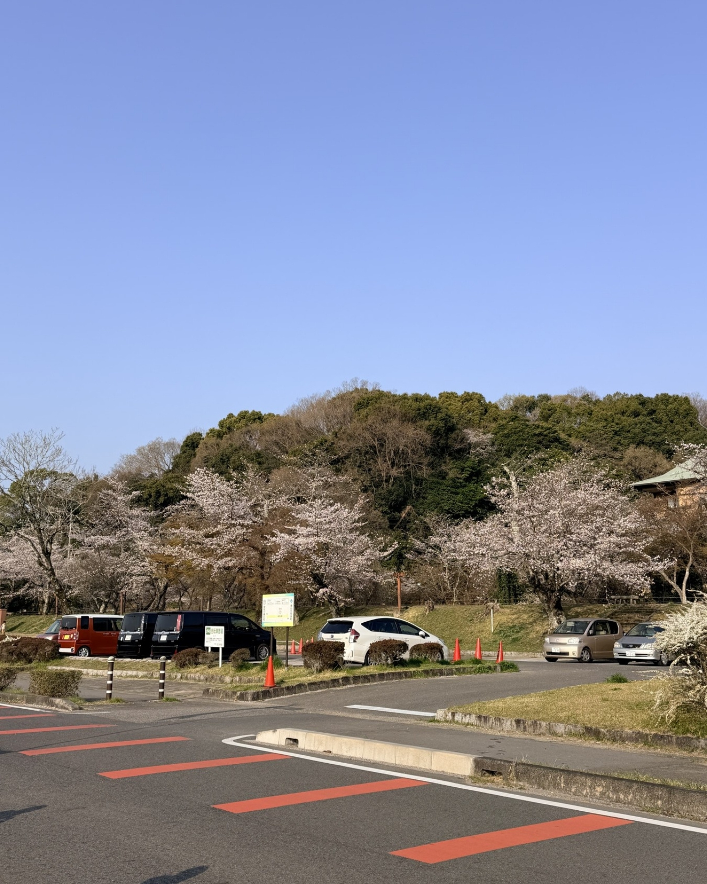 水源公園の駐車場と桜