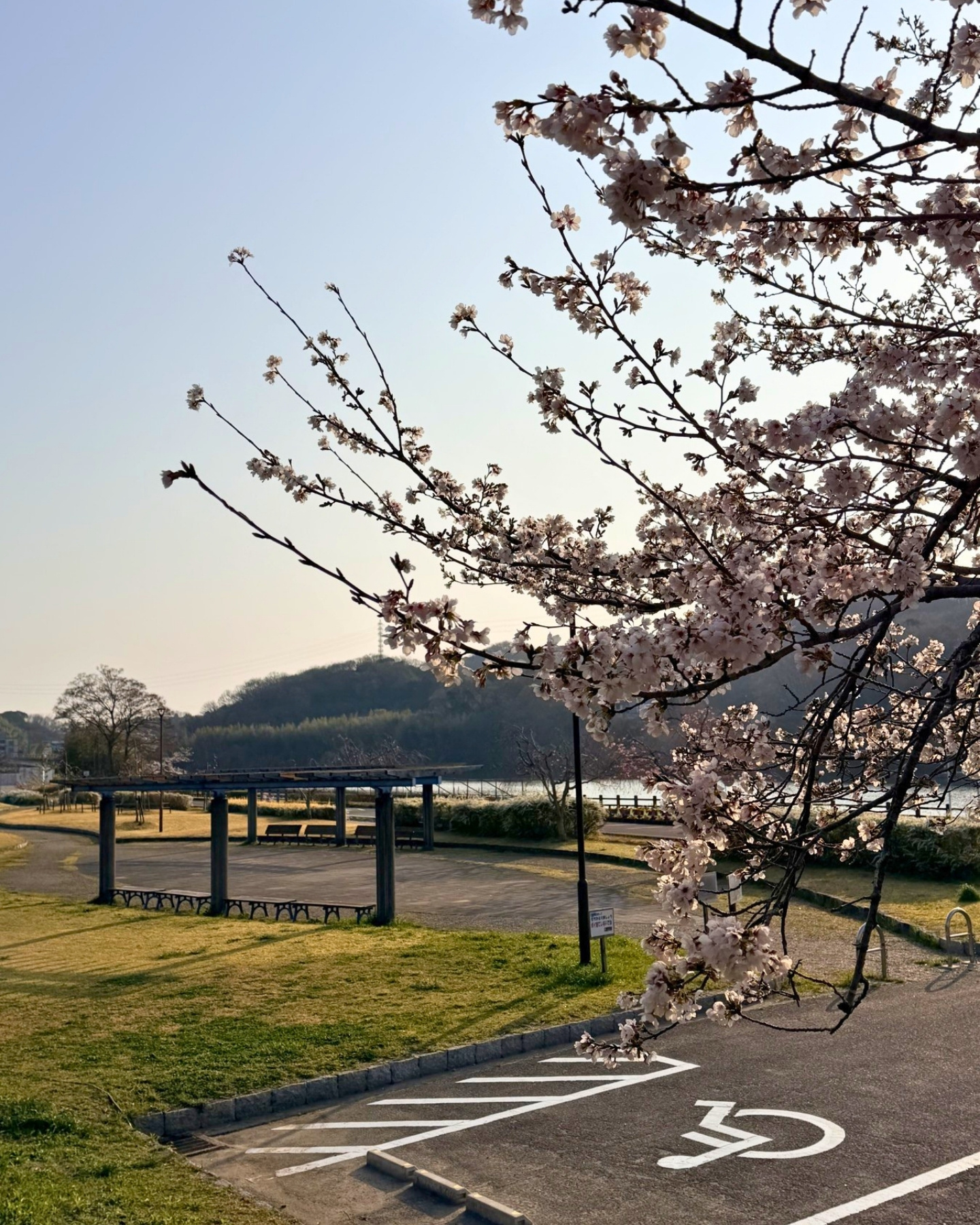 水源公園の朝日の桜並木
