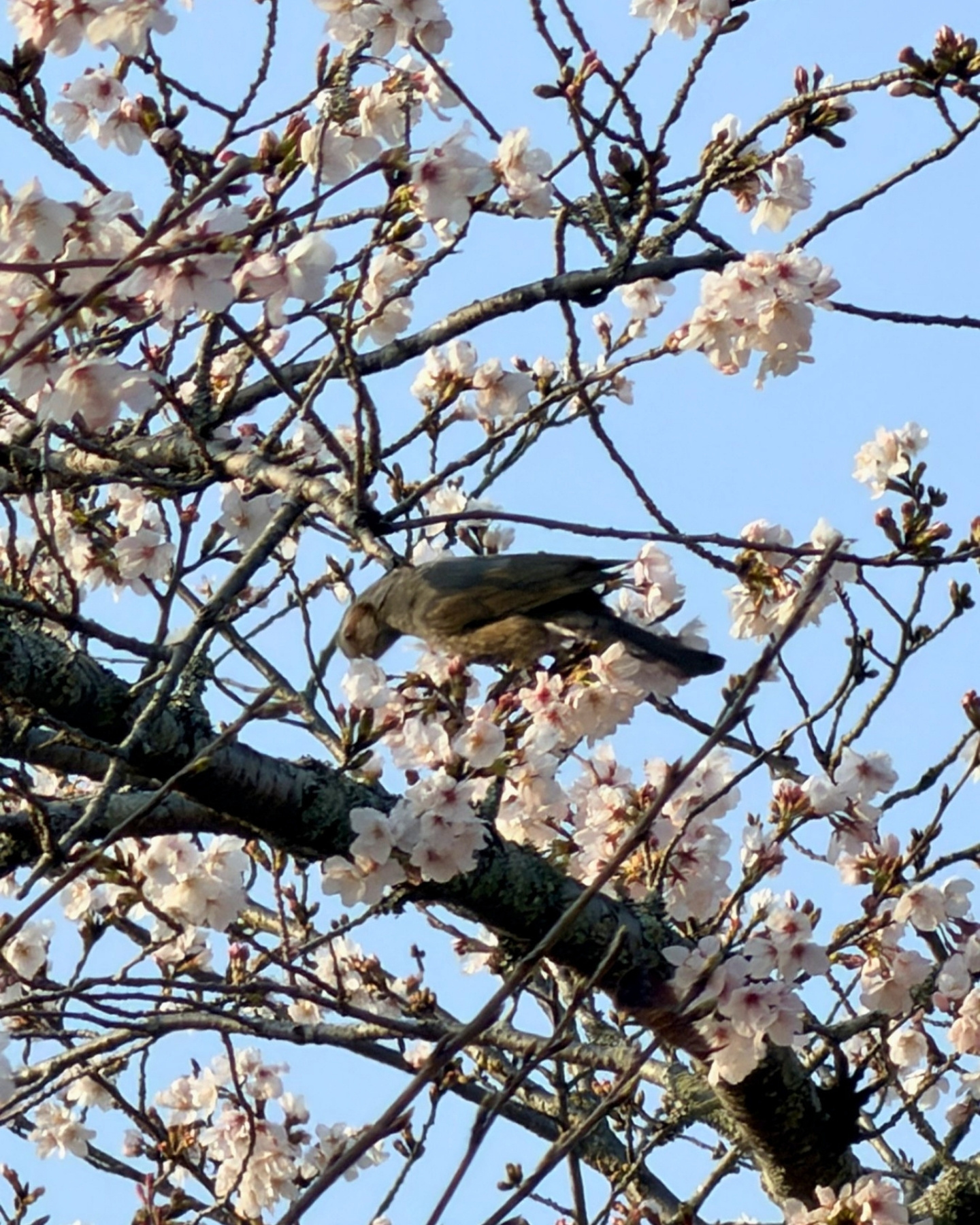 水源公園の満開のソメイヨシノ