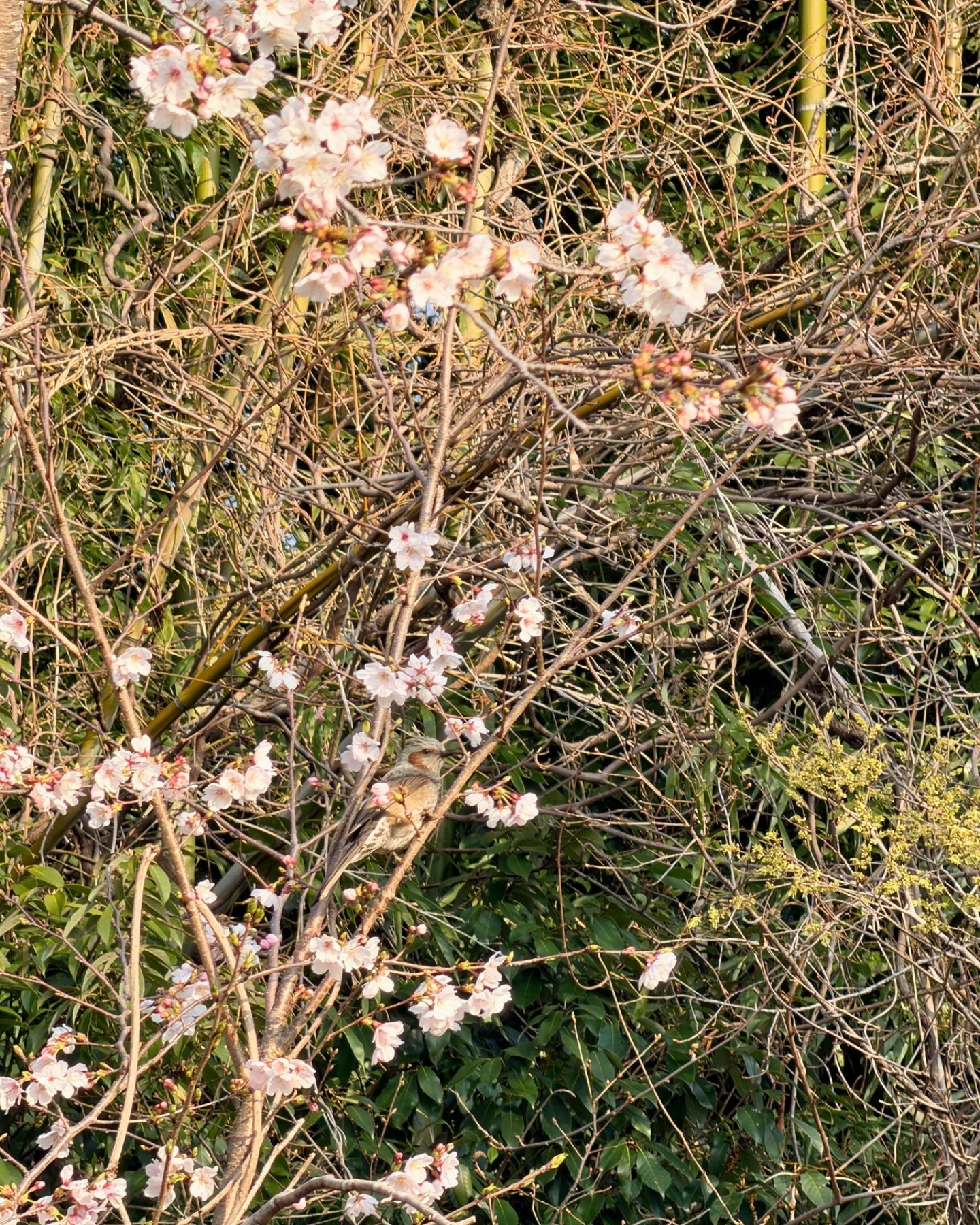 水源公園の満開の桜