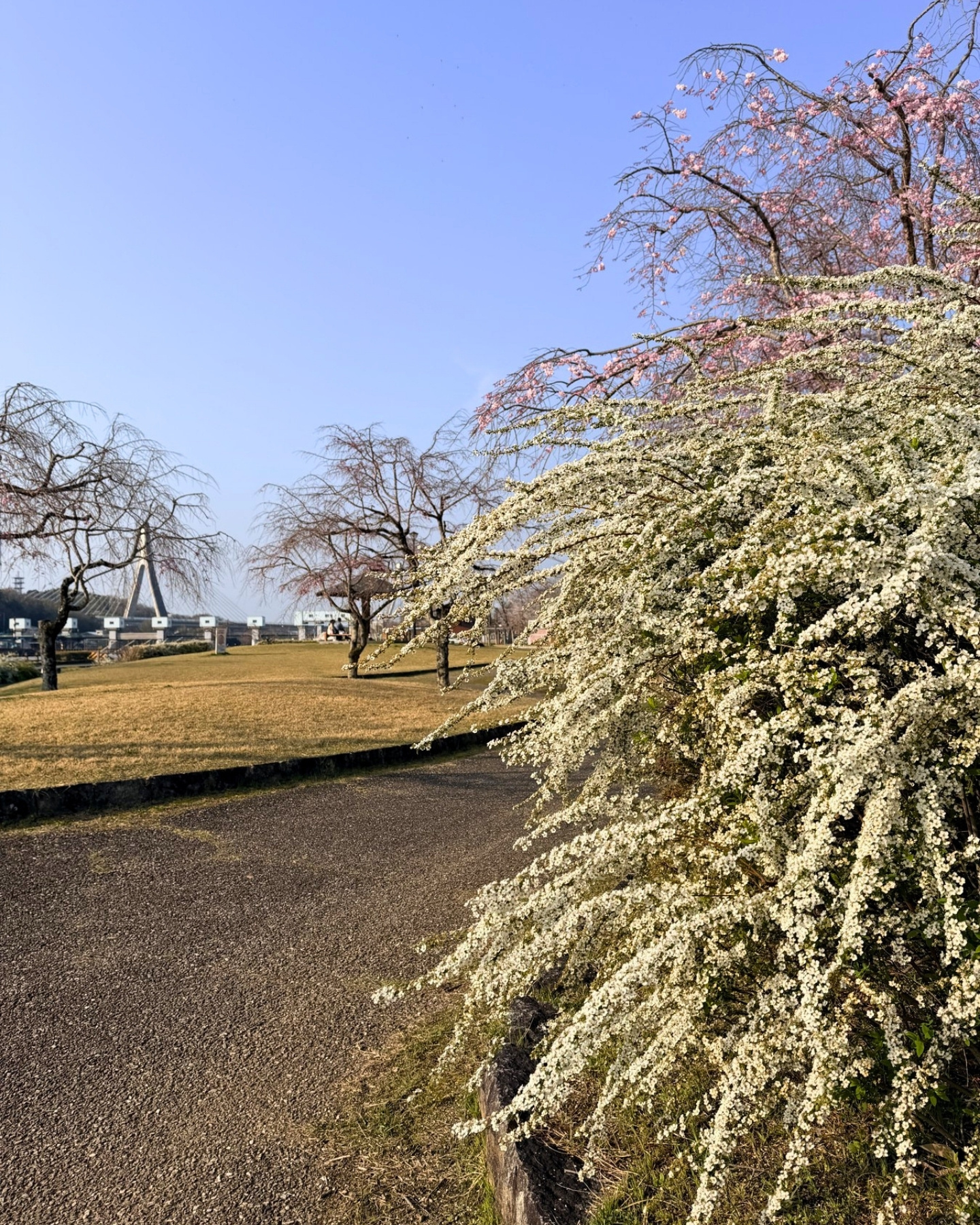 水源公園のユキヤナギ