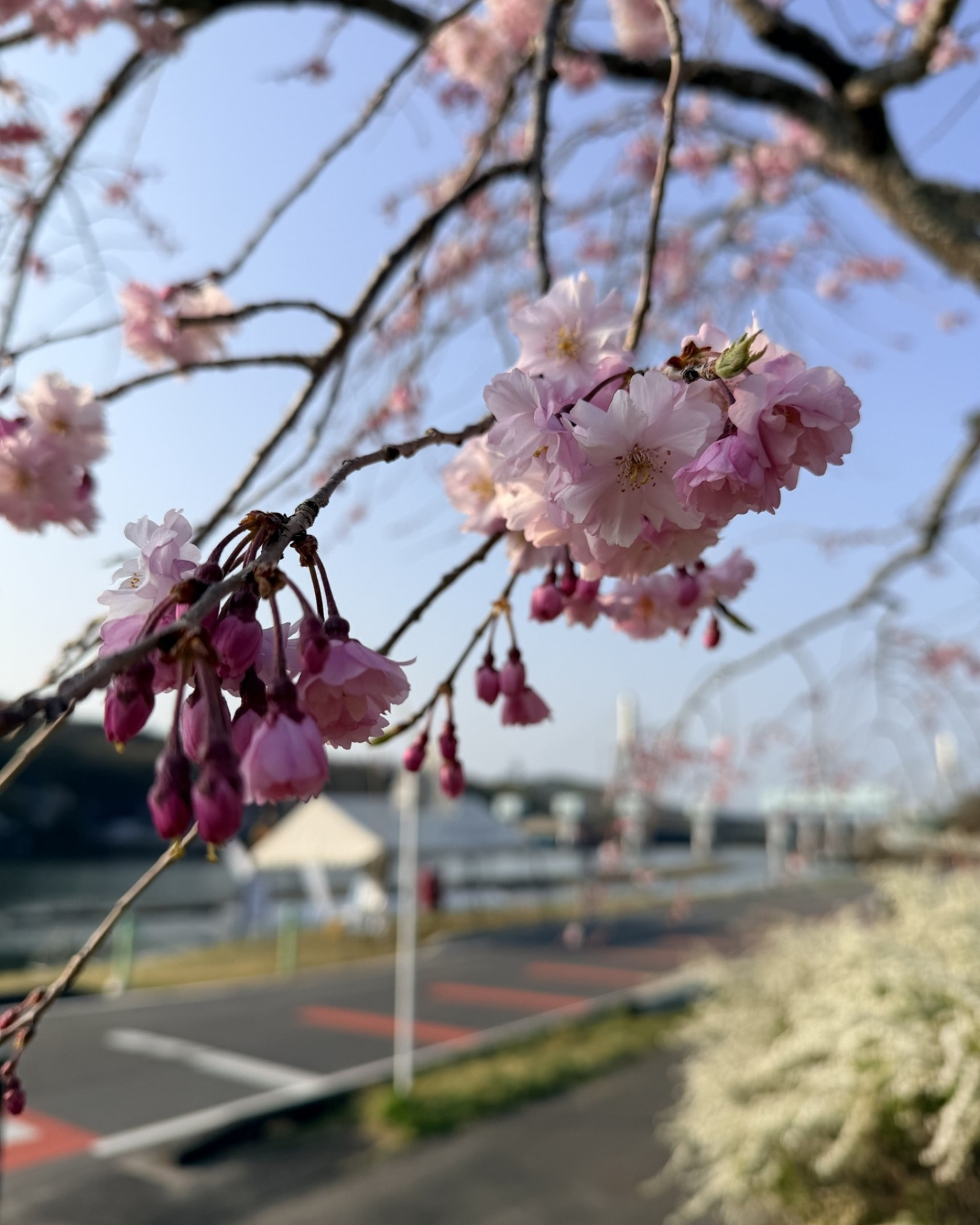 水源公園の濃いピンクの八重紅枝垂