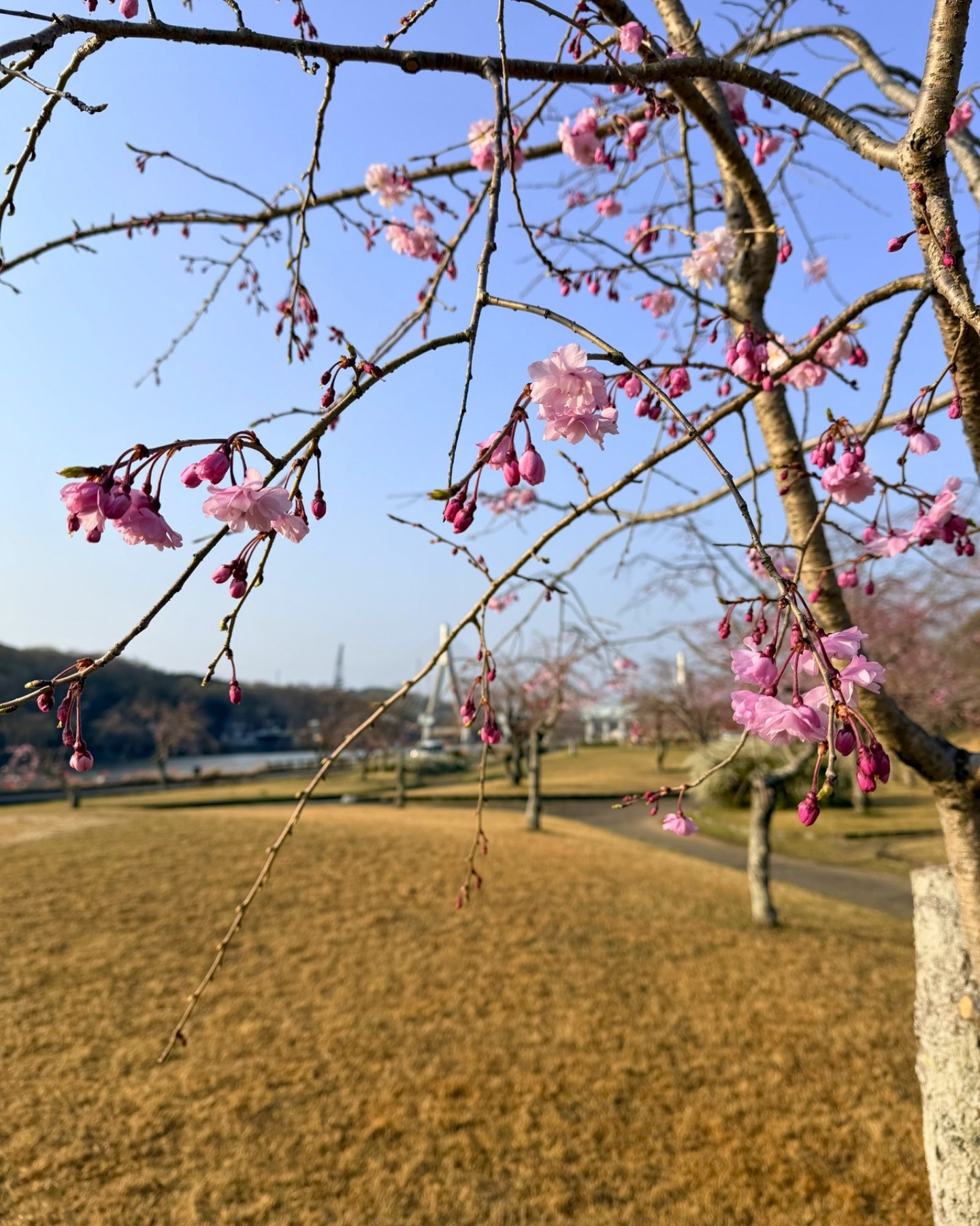 水源公園の八重紅枝垂