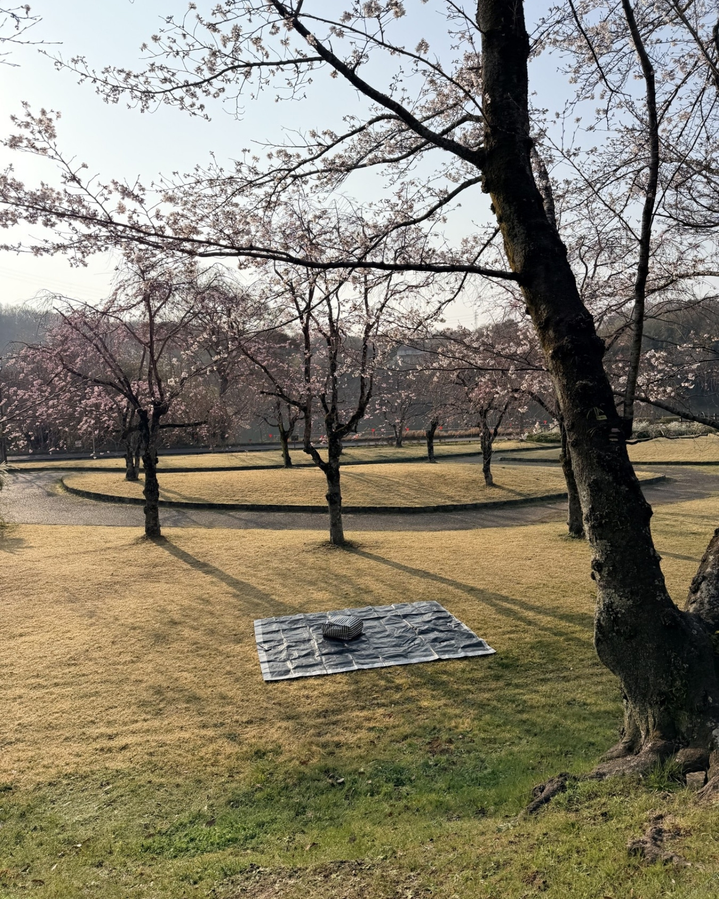 水源公園の桜並木と芝生広場