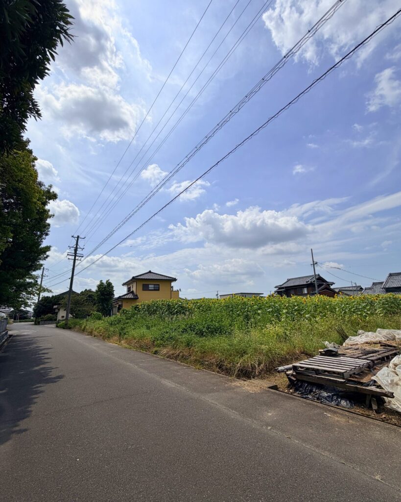 城ヶ入白山神社遊園(愛知県安城市)道向かいのひまわり畑