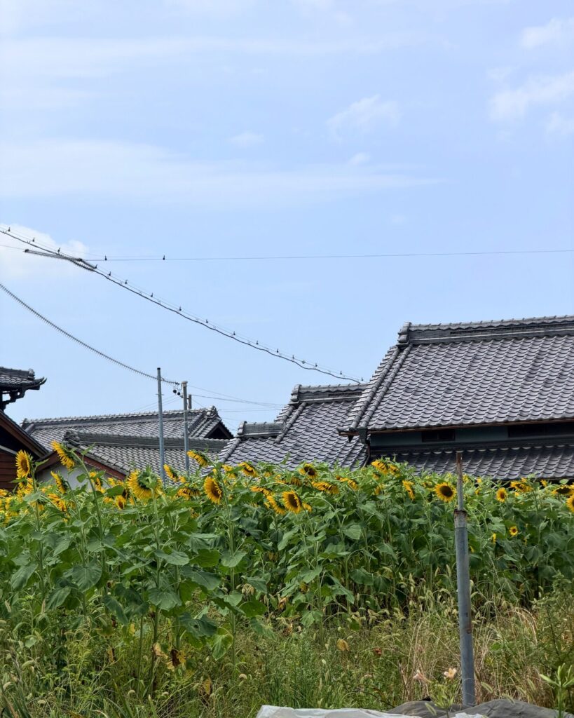 城ヶ入白山神社遊園(愛知県安城市)ひまわりと瓦屋根
