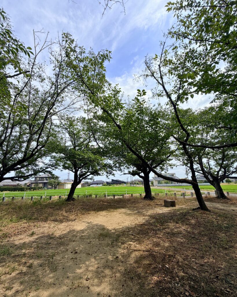 城ヶ入白山神社遊園(愛知県安城市)神社の近くの田んぼ