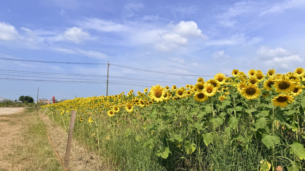にいみ農園ひまわり園/愛知県碧南市