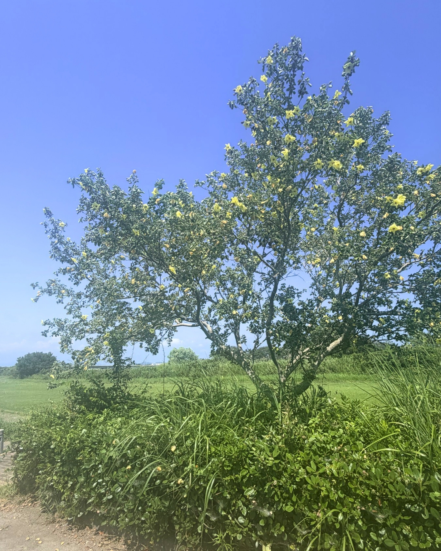 はまぼう公園 静岡県磐田市 花の咲くハマボウ 一本一本が生き生きとしています