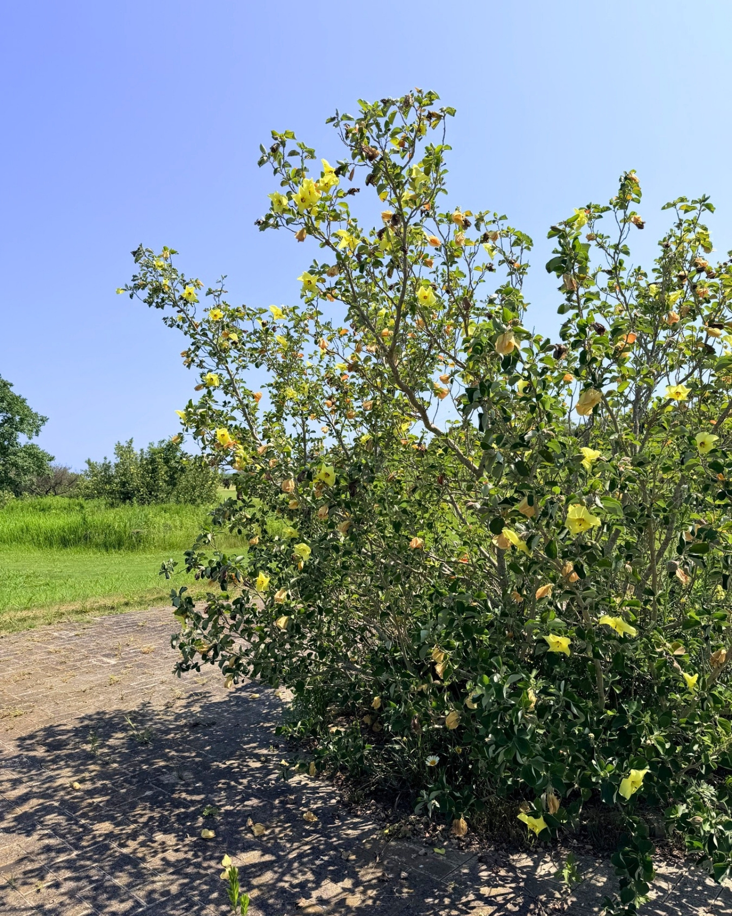 はまぼう公園 静岡県磐田市 ハマボウの花 きれいな黄色い花のアップ