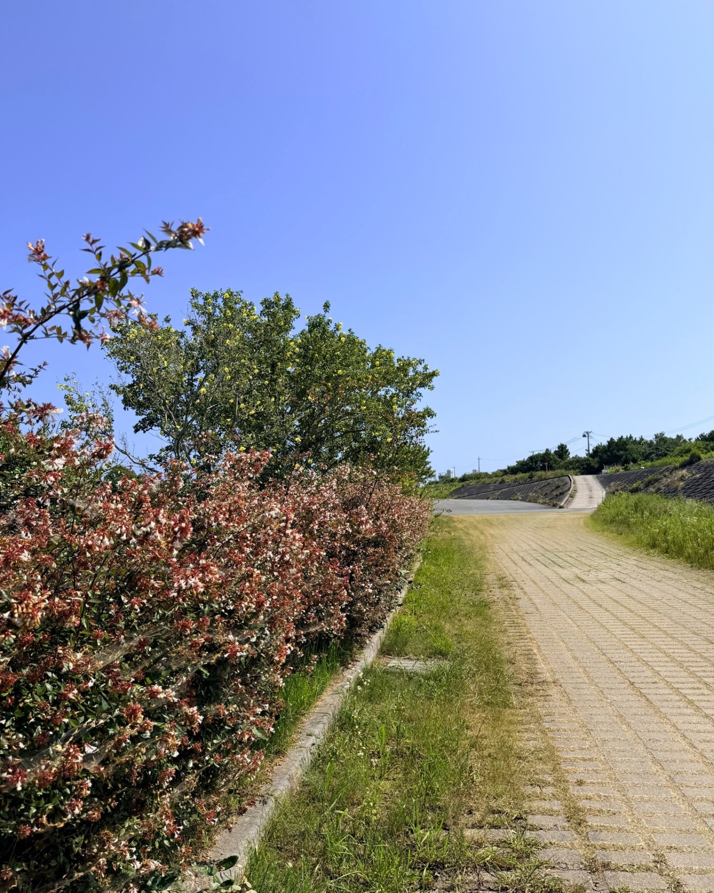 はまぼう公園 静岡県磐田市 公園の花 いろいろな花が咲いています
