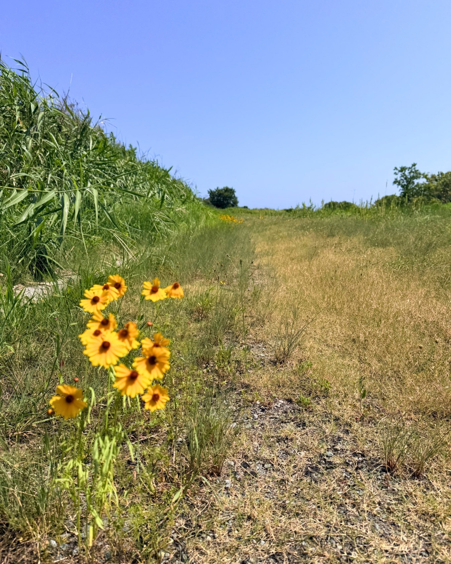 はまぼう公園 静岡県磐田市 草地の花 足元の小さな花にも注目です