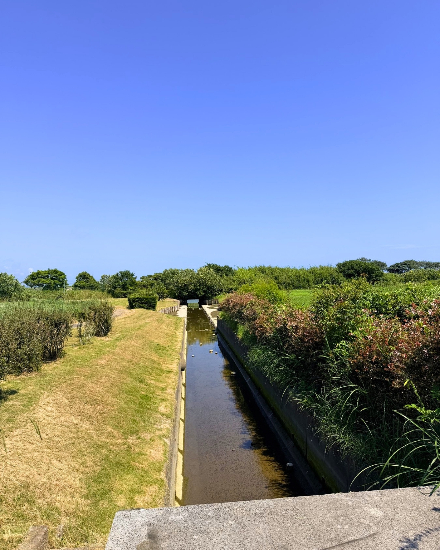 はまぼう公園 静岡県磐田市 水辺の景色 カニやサギだけでなく生き物がたくさんいて面白いですね