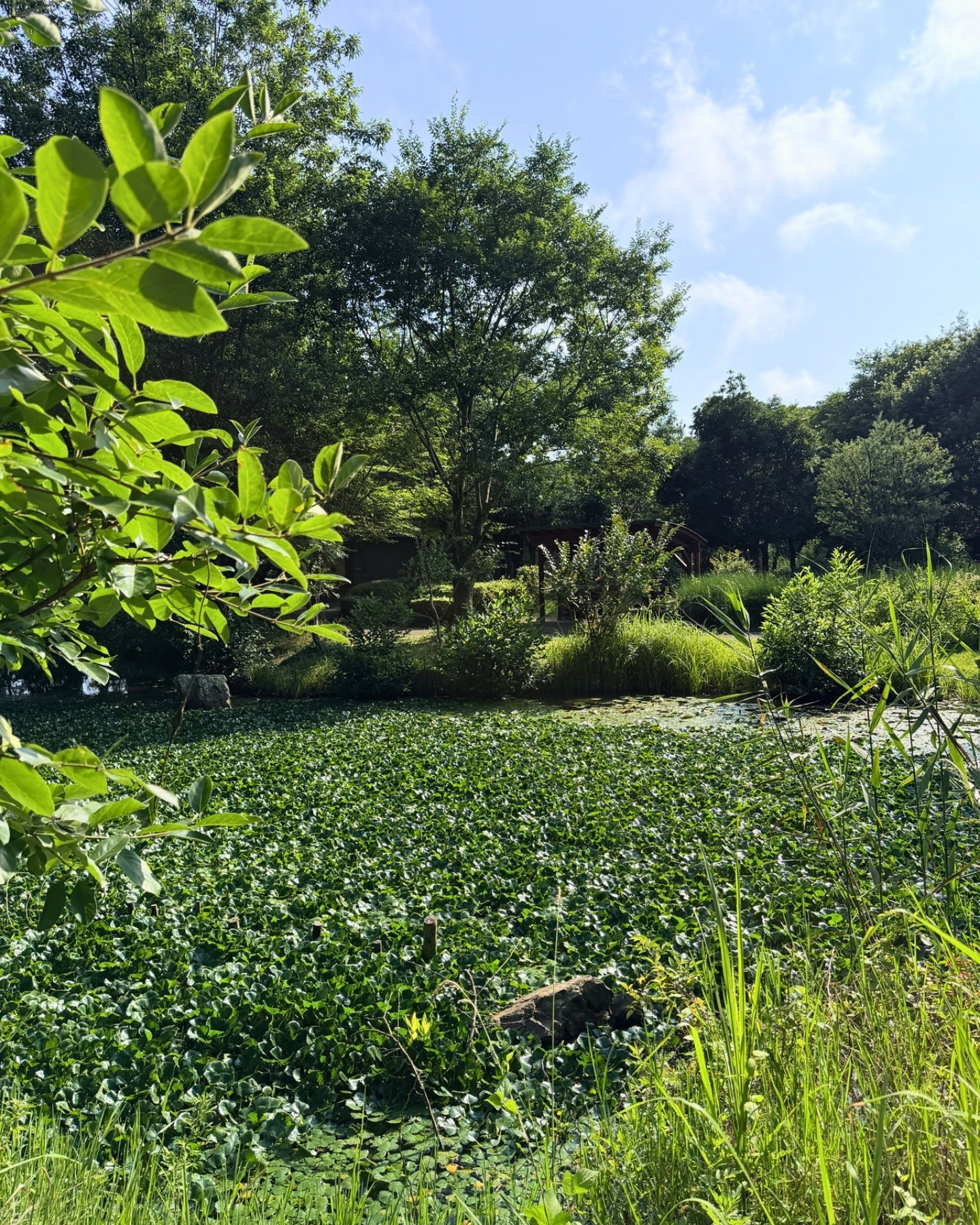 竜洋昆虫自然観察公園 生き物が集まる池 水草におおわれた池には色々な生き物がいます
