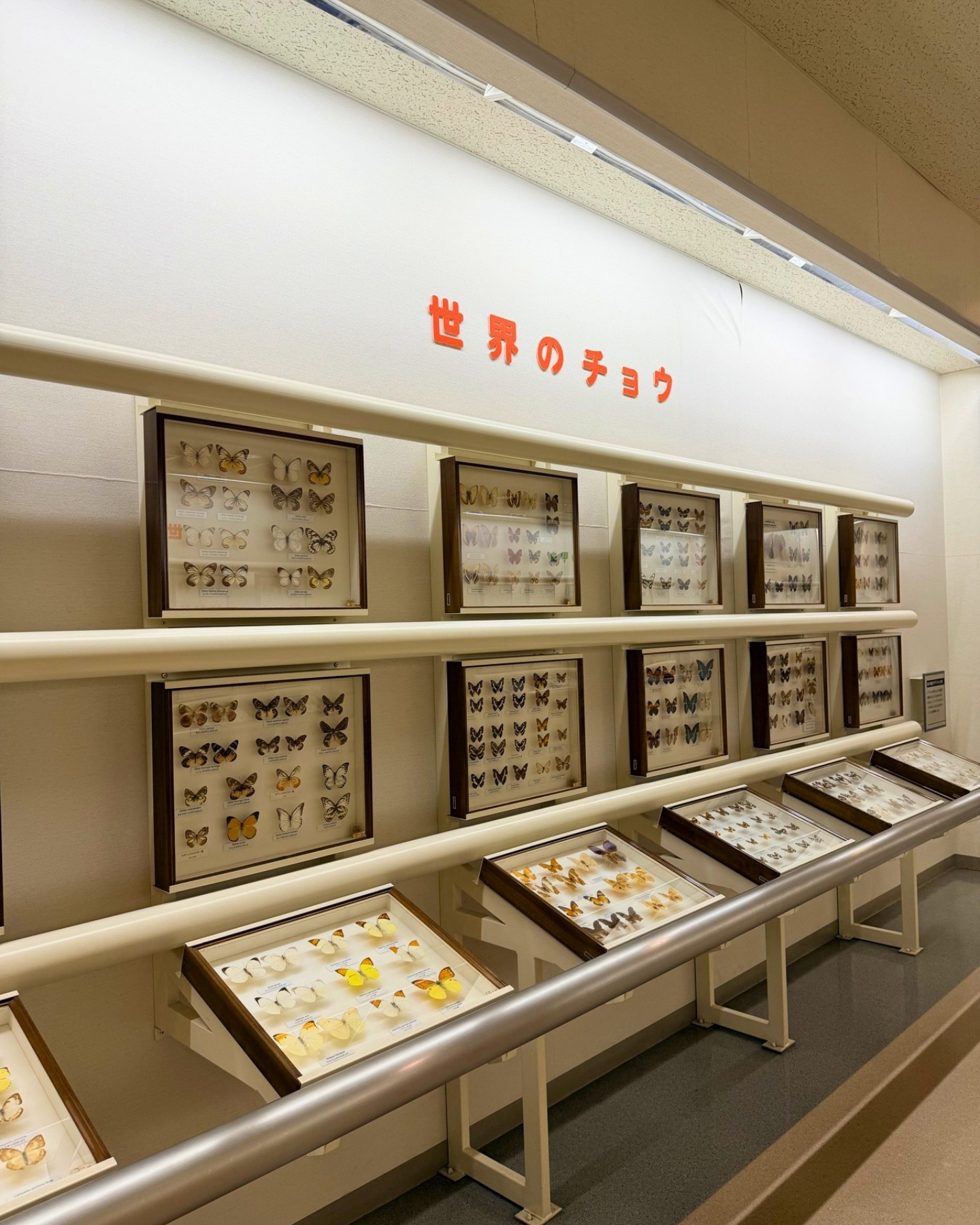 竜洋昆虫自然観察公園 世界のチョウ 色とりどりのチョウの標本が壁一面に