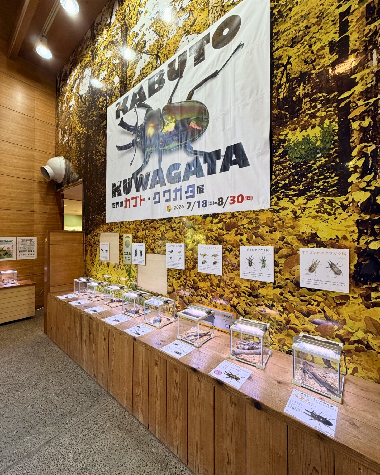竜洋昆虫自然観察公園 カブト・クワガタ展 夏の企画展はこんちゅう館2階で開催