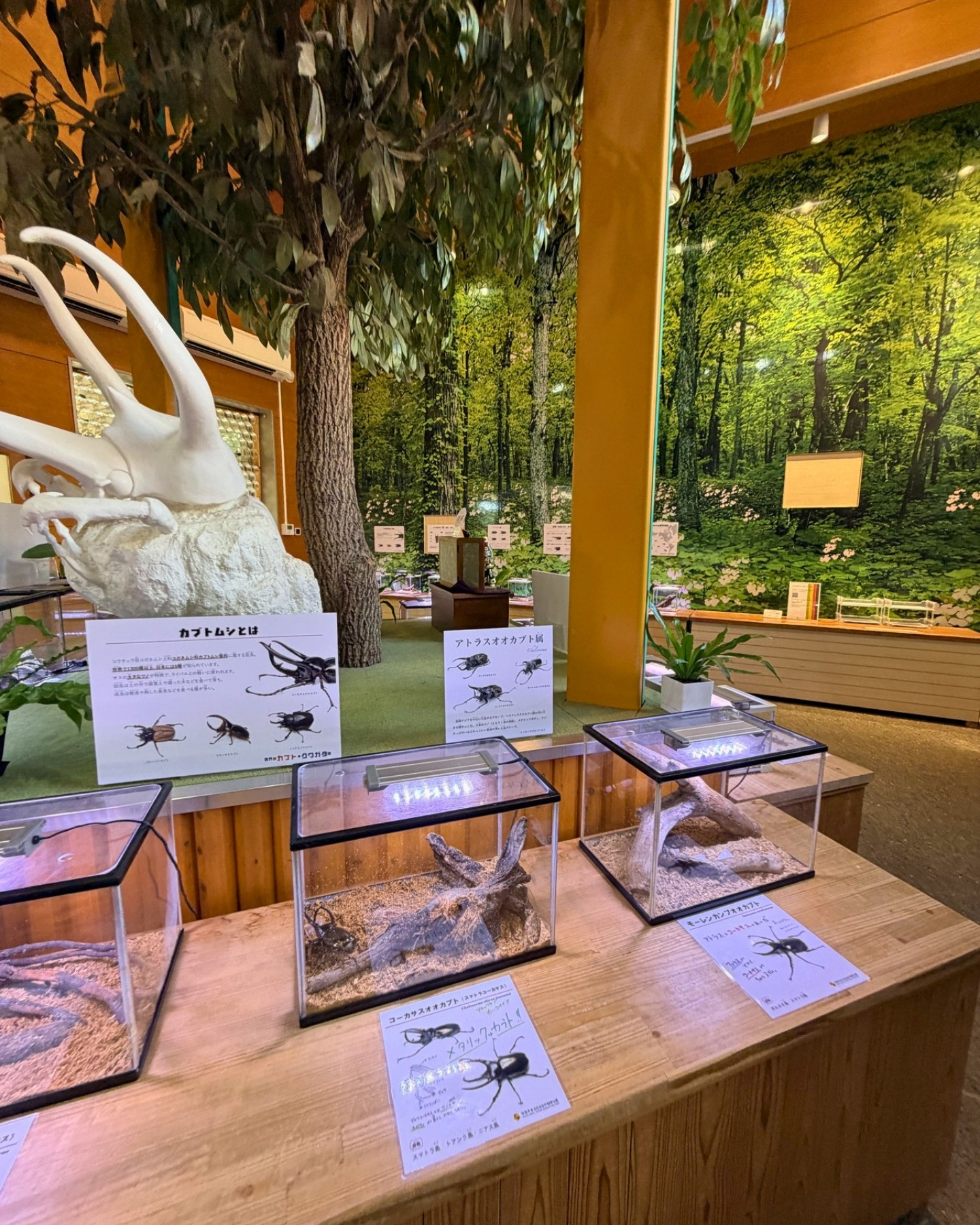 竜洋昆虫自然観察公園 クワガタの世界 大きなオブジェと一緒に標本も楽しめます