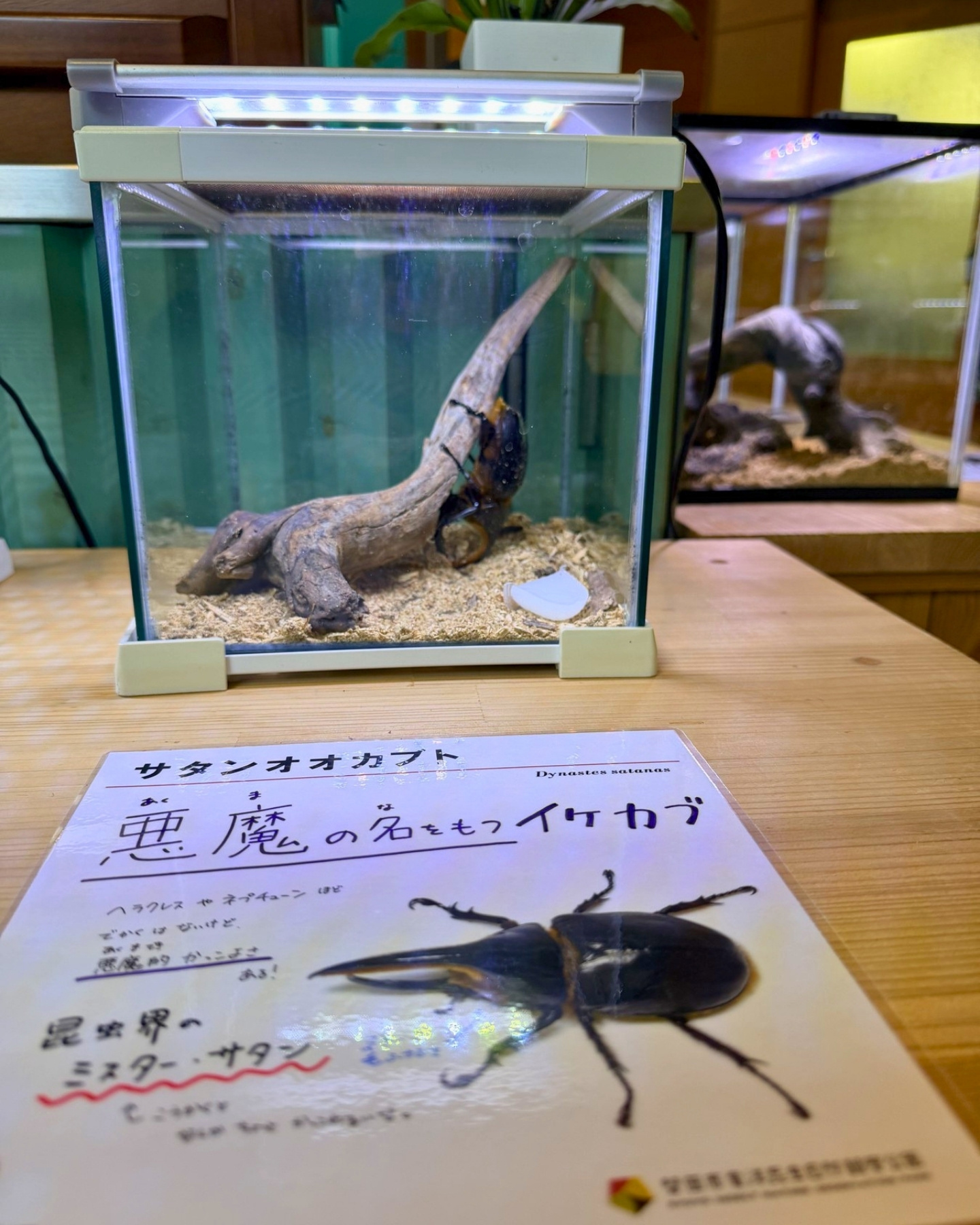 竜洋昆虫自然観察公園 サタンオオカブト 「悪魔の名をもつイケカブ」の解説がユニーク