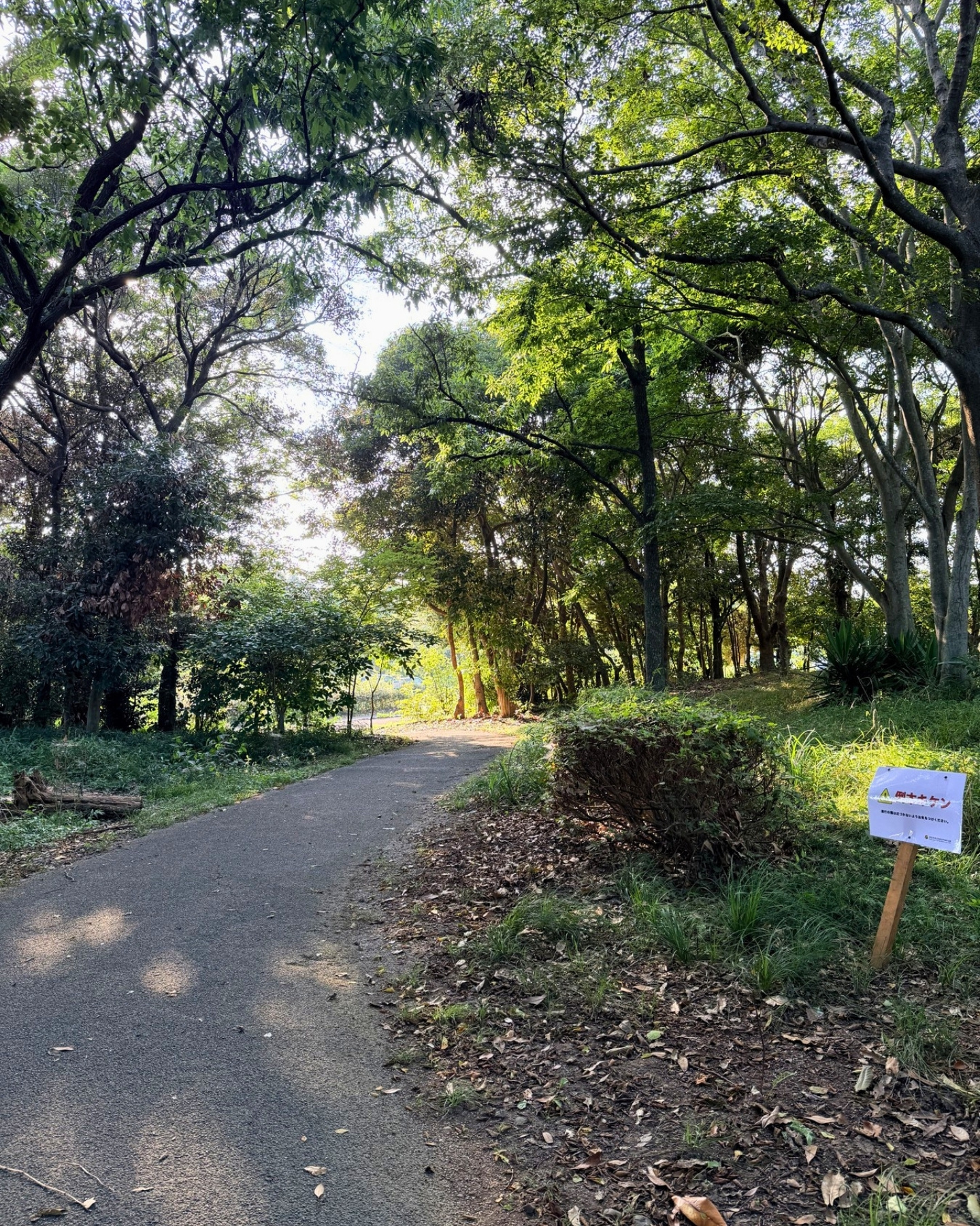 竜洋昆虫自然観察公園 西エリアの道 広めの道で歩きやすいです
