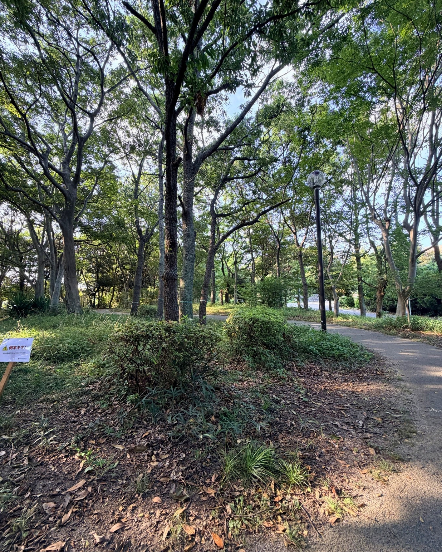 竜洋昆虫自然観察公園 昆虫採集ゾーン 木々の間で虫探しができます