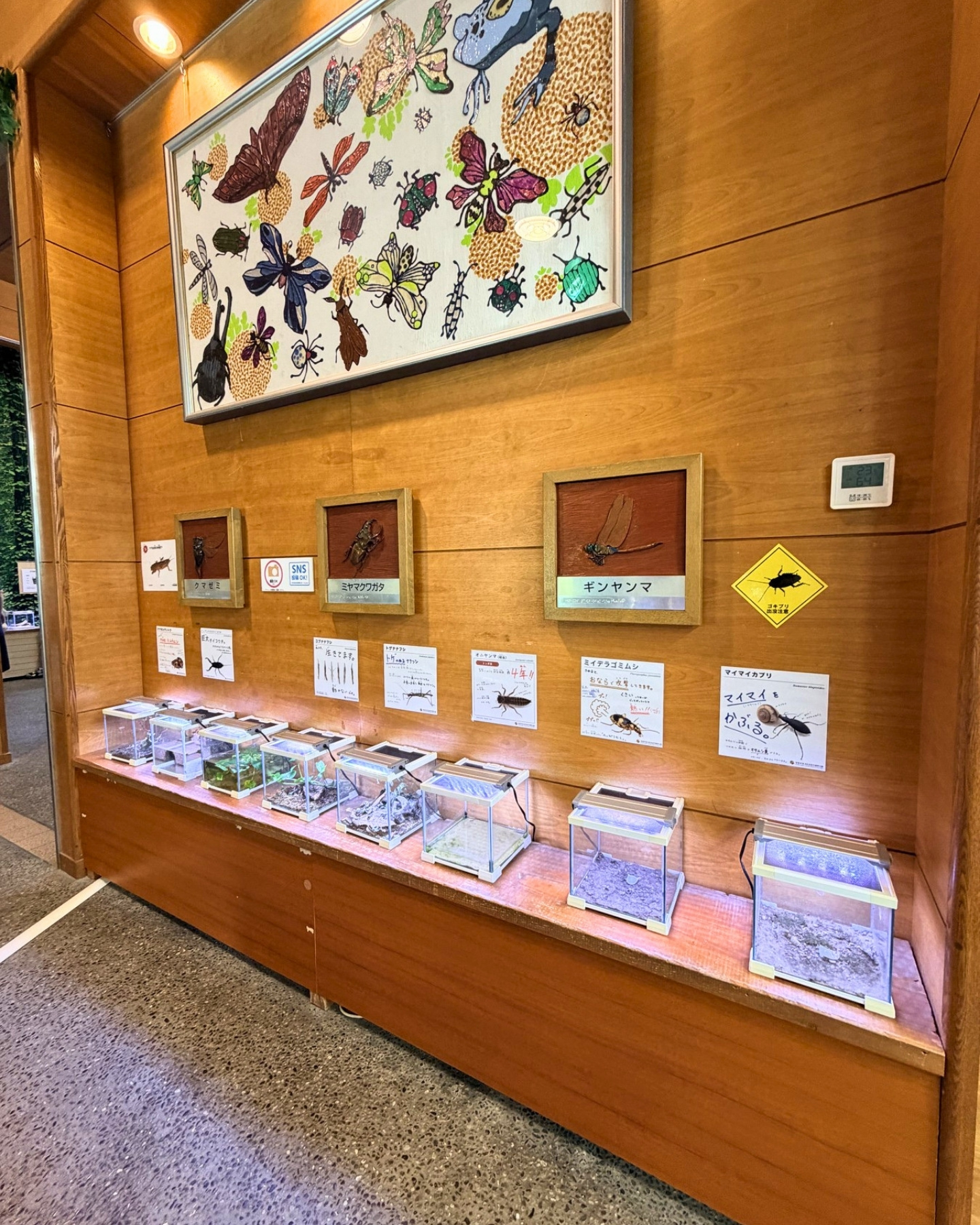 竜洋昆虫自然観察公園 生きた昆虫の展示 壁の標本と飼育ケースがずらり