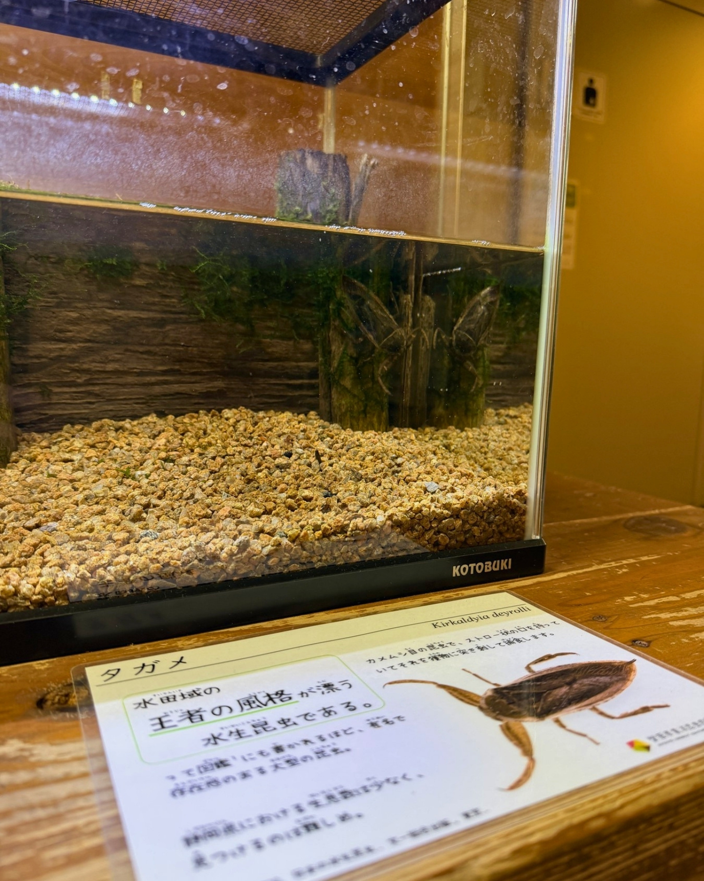 竜洋昆虫自然観察公園 タガメ 水田域の王者ともいわれる水生昆虫です