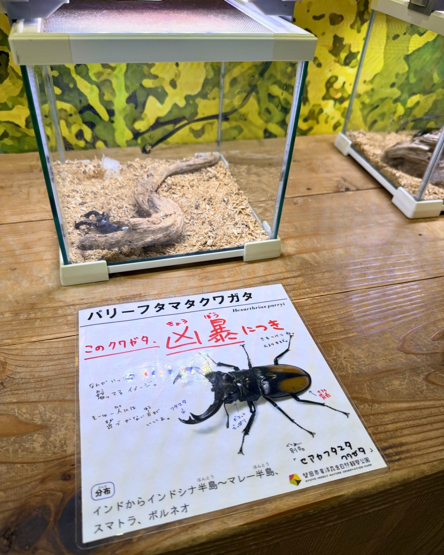 竜洋昆虫自然観察公園 パリーフタマタクワガタ 「凶暴」の解説にドキッとします