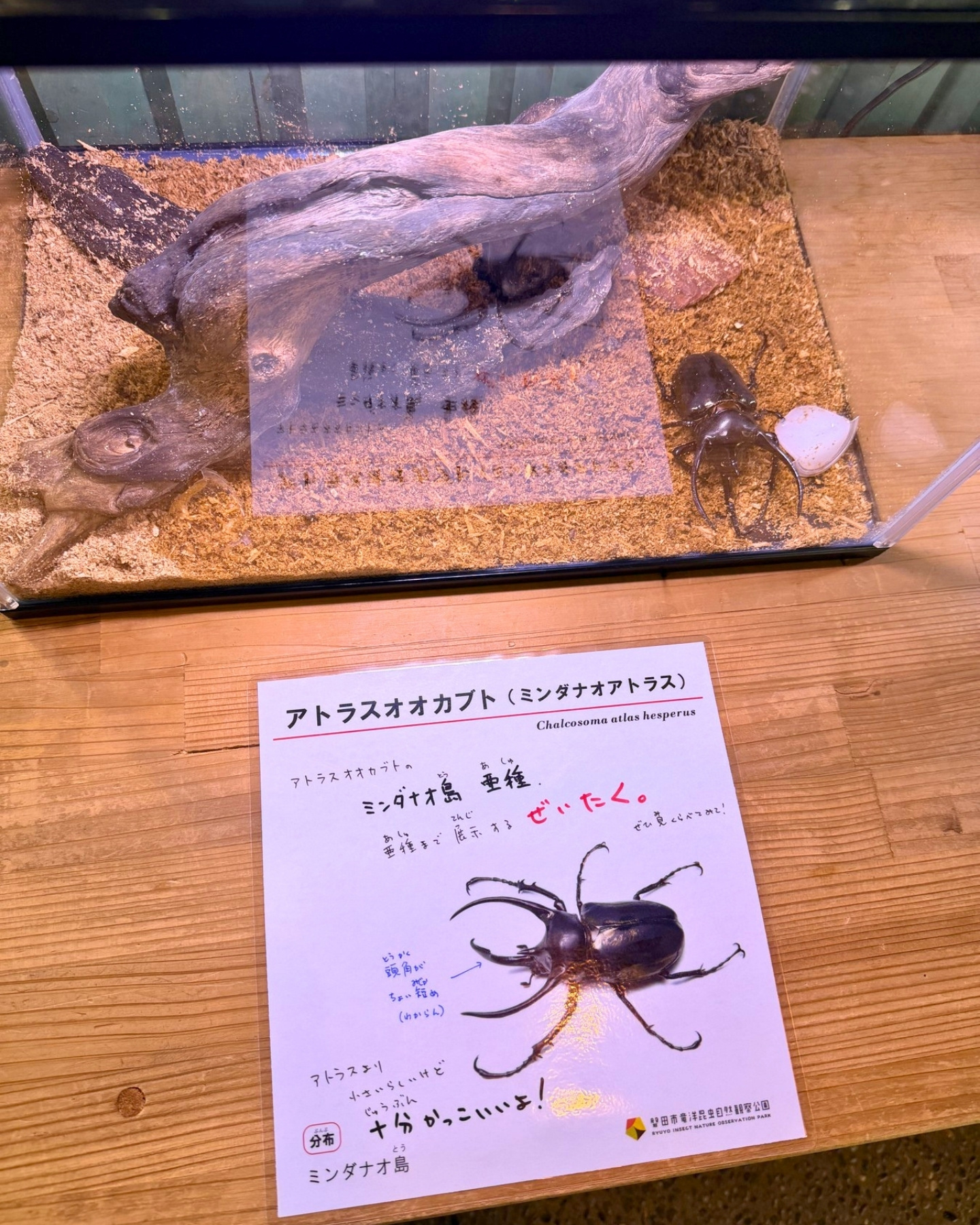 竜洋昆虫自然観察公園 アトラスオオカブト 解説文までじっくり読めます