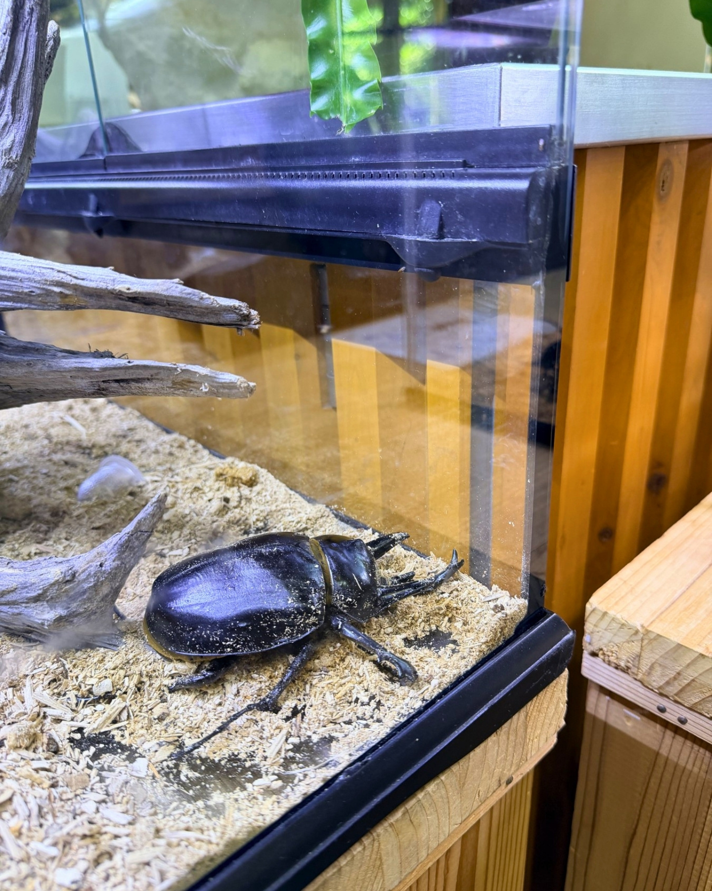 竜洋昆虫自然観察公園 カブトムシ ケースの中で間近に観察できます