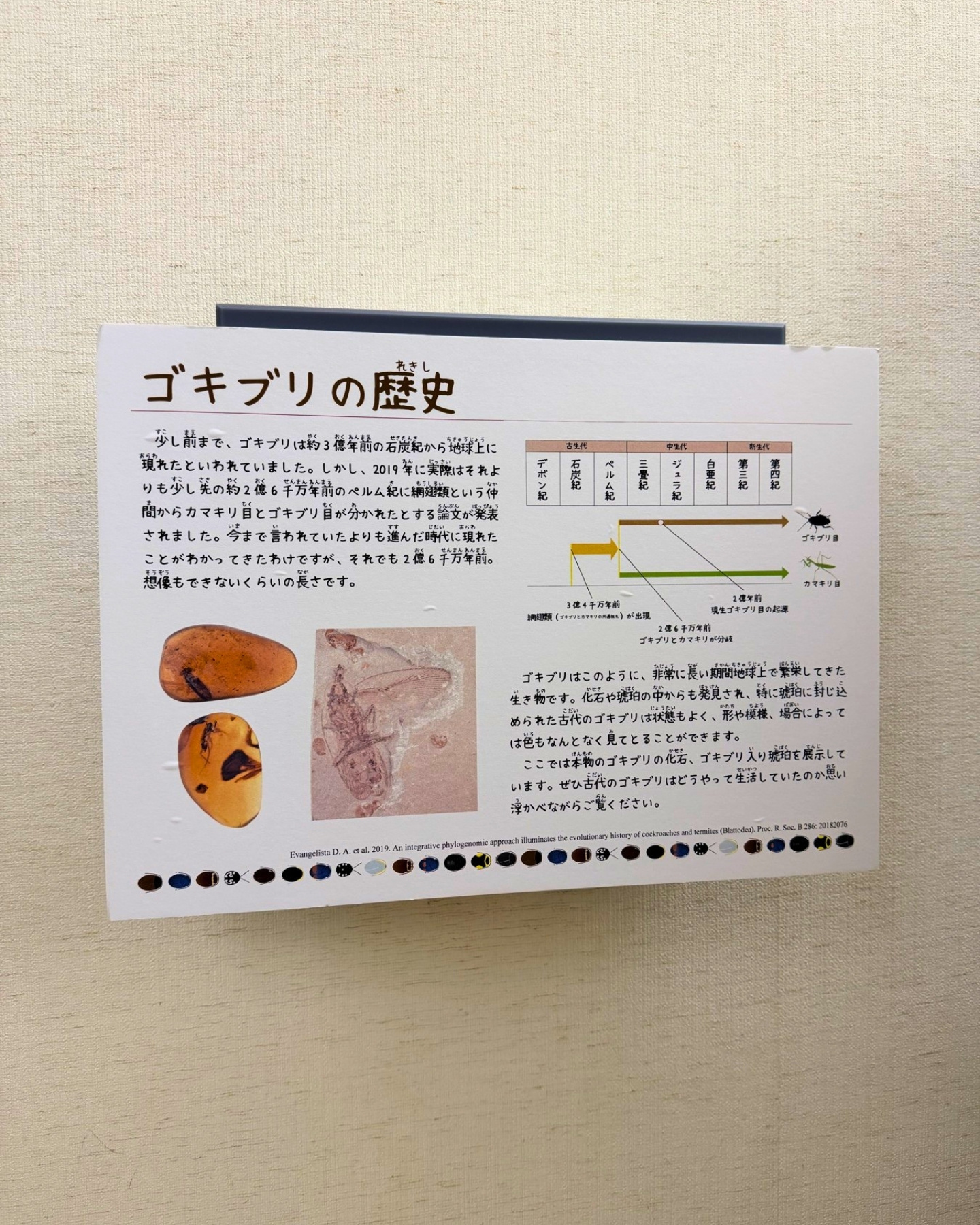 竜洋昆虫自然観察公園 ゴキブリの歴史 パネルで学べる意外な奥深さ