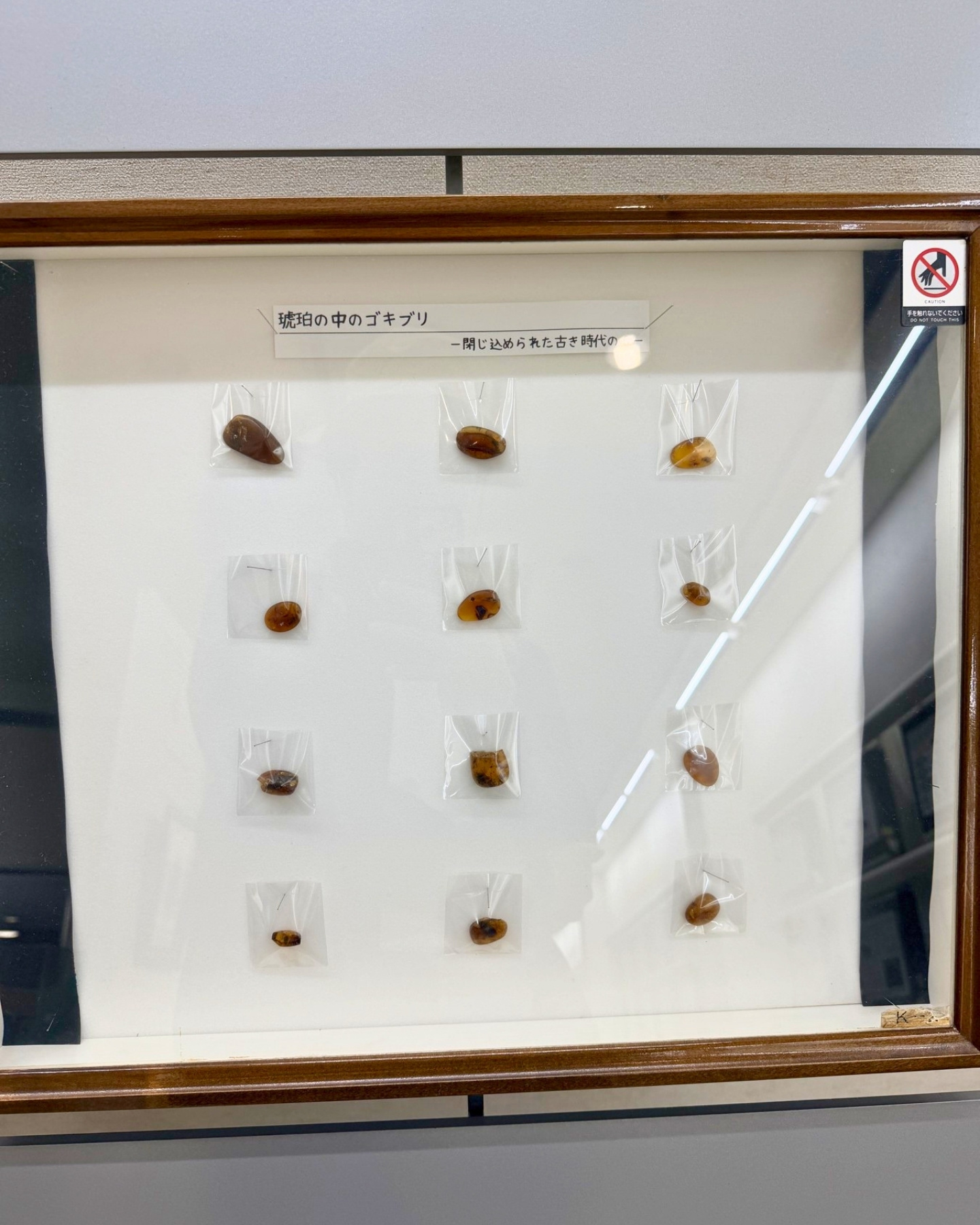 竜洋昆虫自然観察公園 琥珀の中のゴキブリ 太古の姿が閉じ込められています