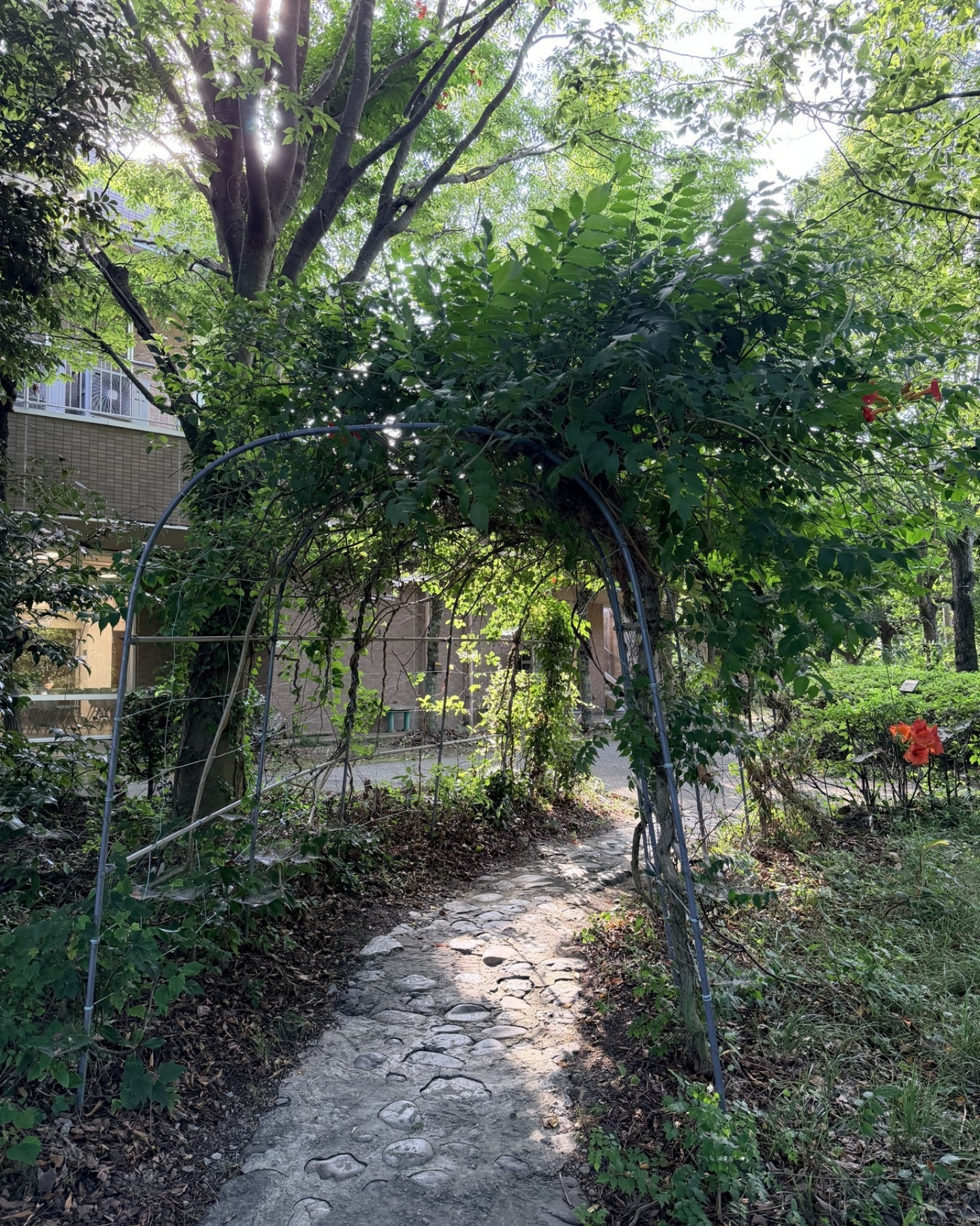 竜洋昆虫自然観察公園 緑のアーチ つる植物がトンネルのように