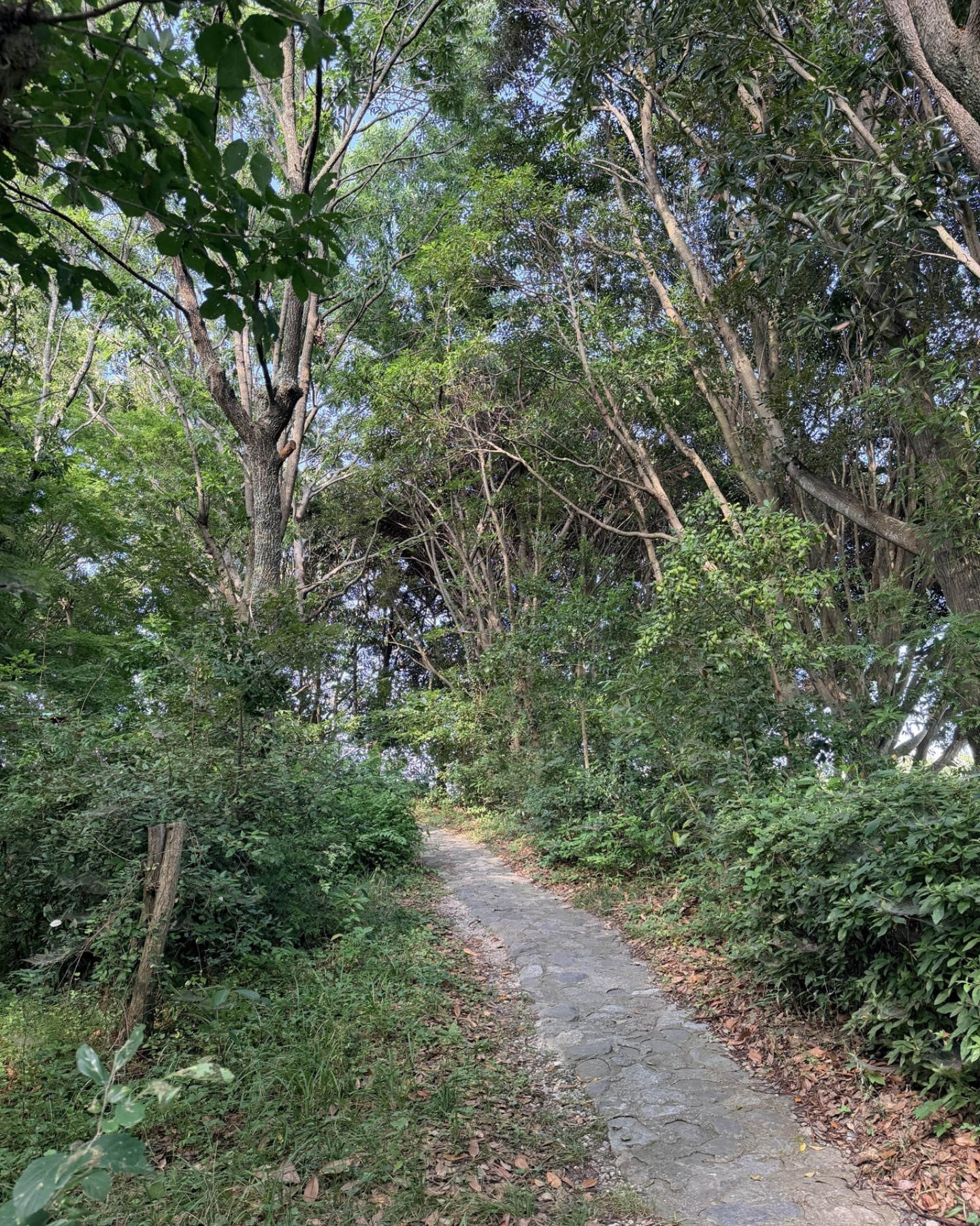 竜洋昆虫自然観察公園 緑豊かな小道 木陰が気持ちいいですね