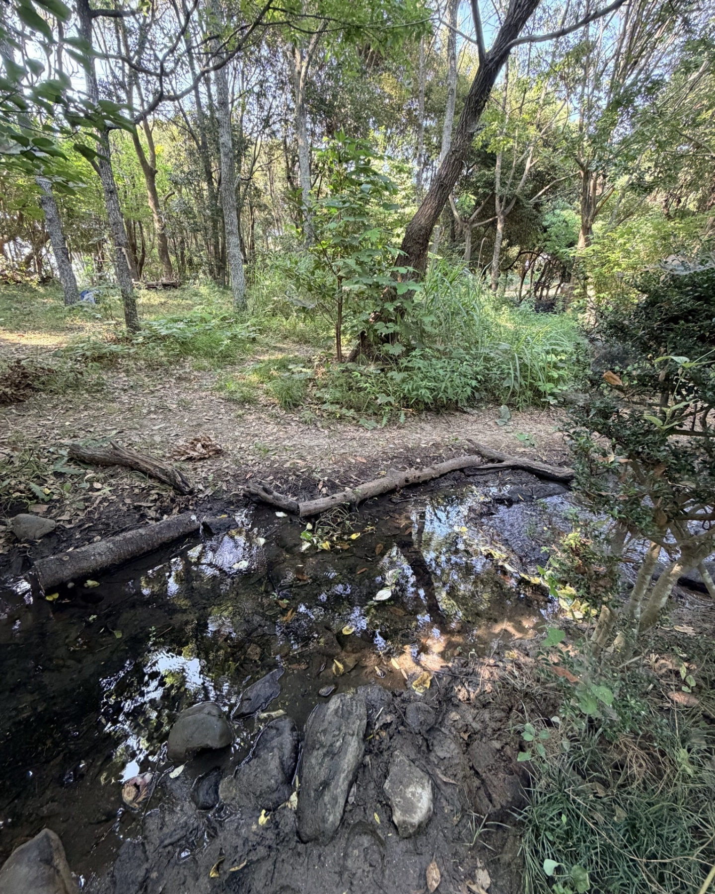 竜洋昆虫自然観察公園 中央エリアの小川 カニは少なめですが水がきれいです