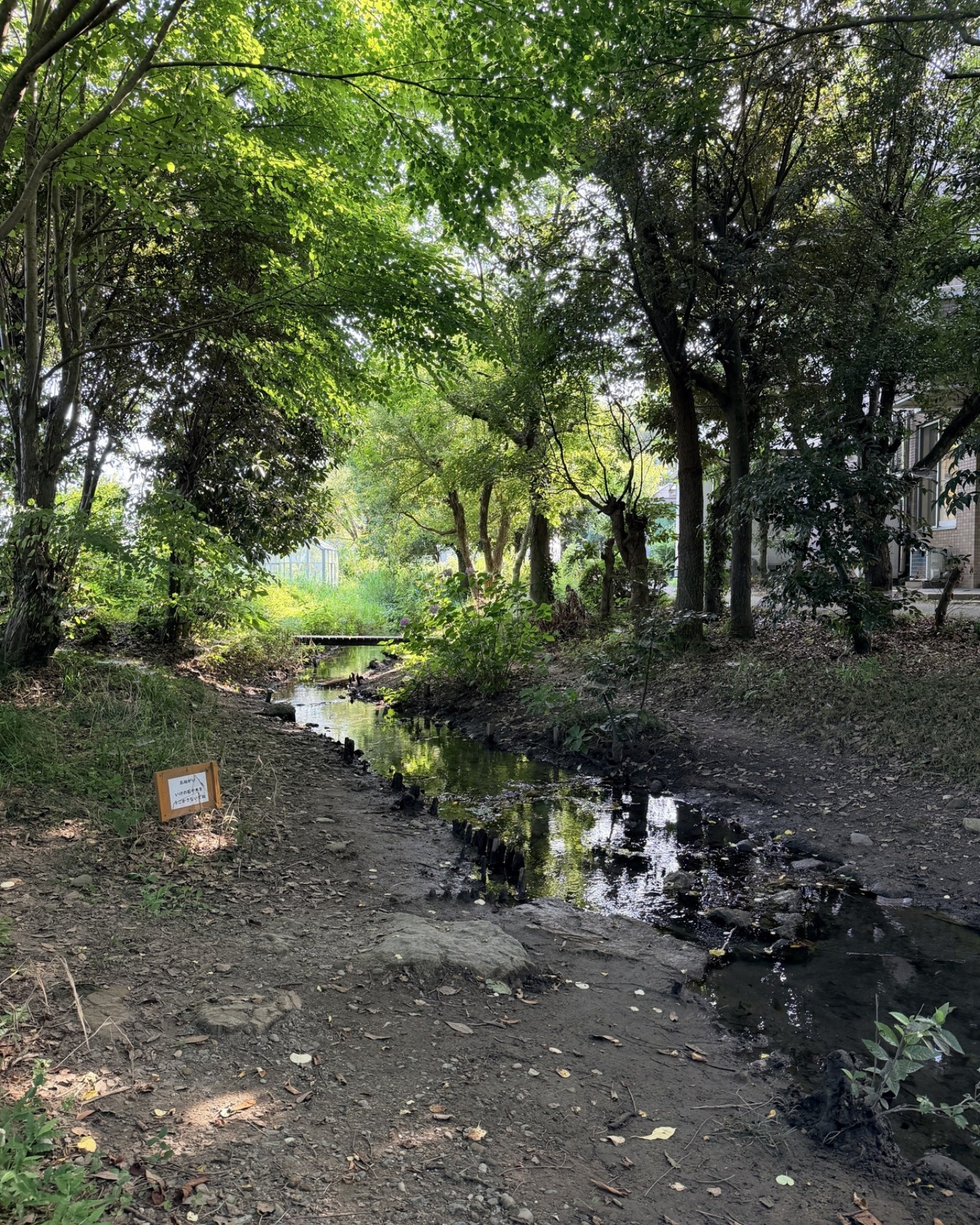 竜洋昆虫自然観察公園 学校ゾーンの小川 さらさらと流れる小さな水路です