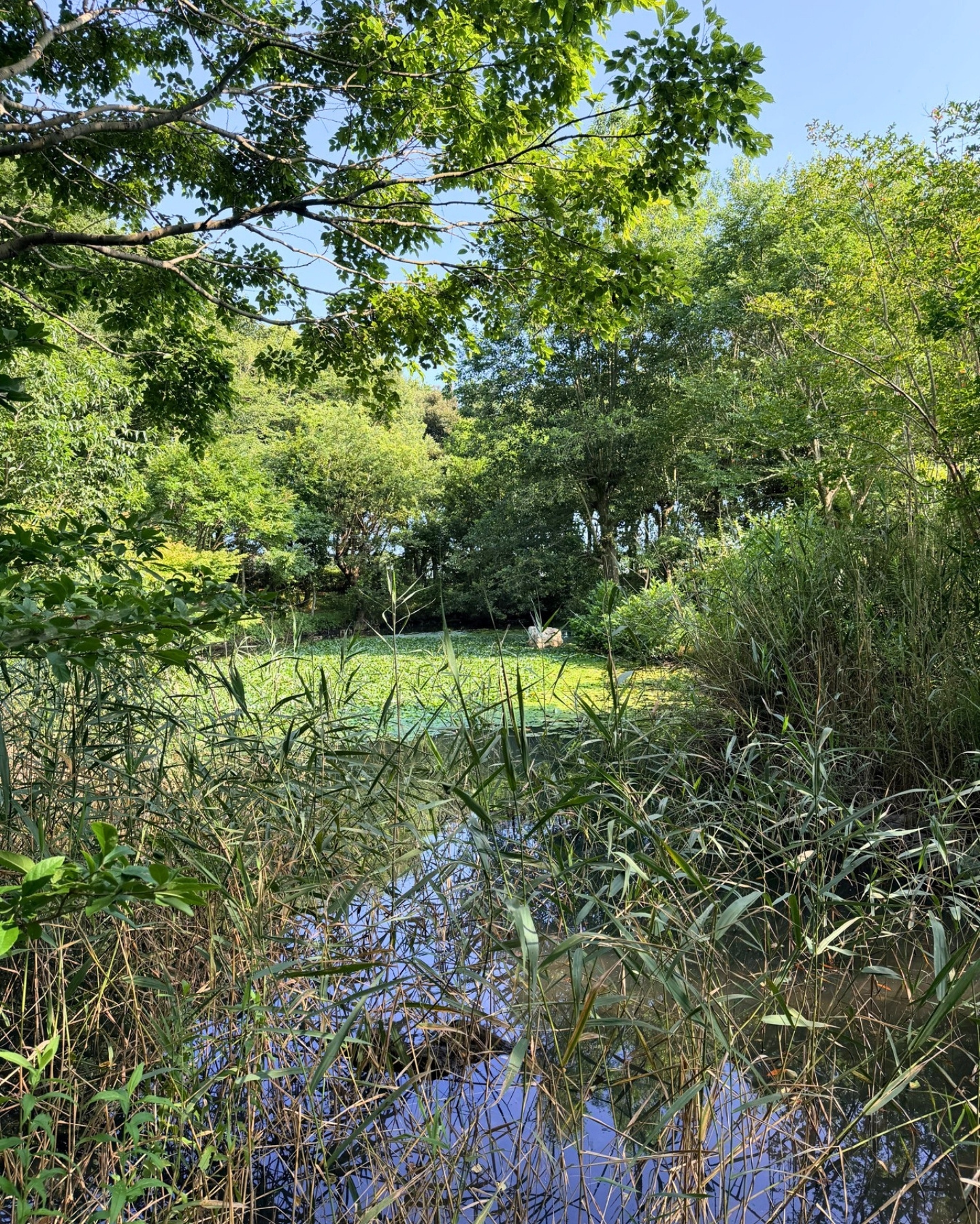 竜洋昆虫自然観察公園 生き物が多い池 カニがたくさん見られます