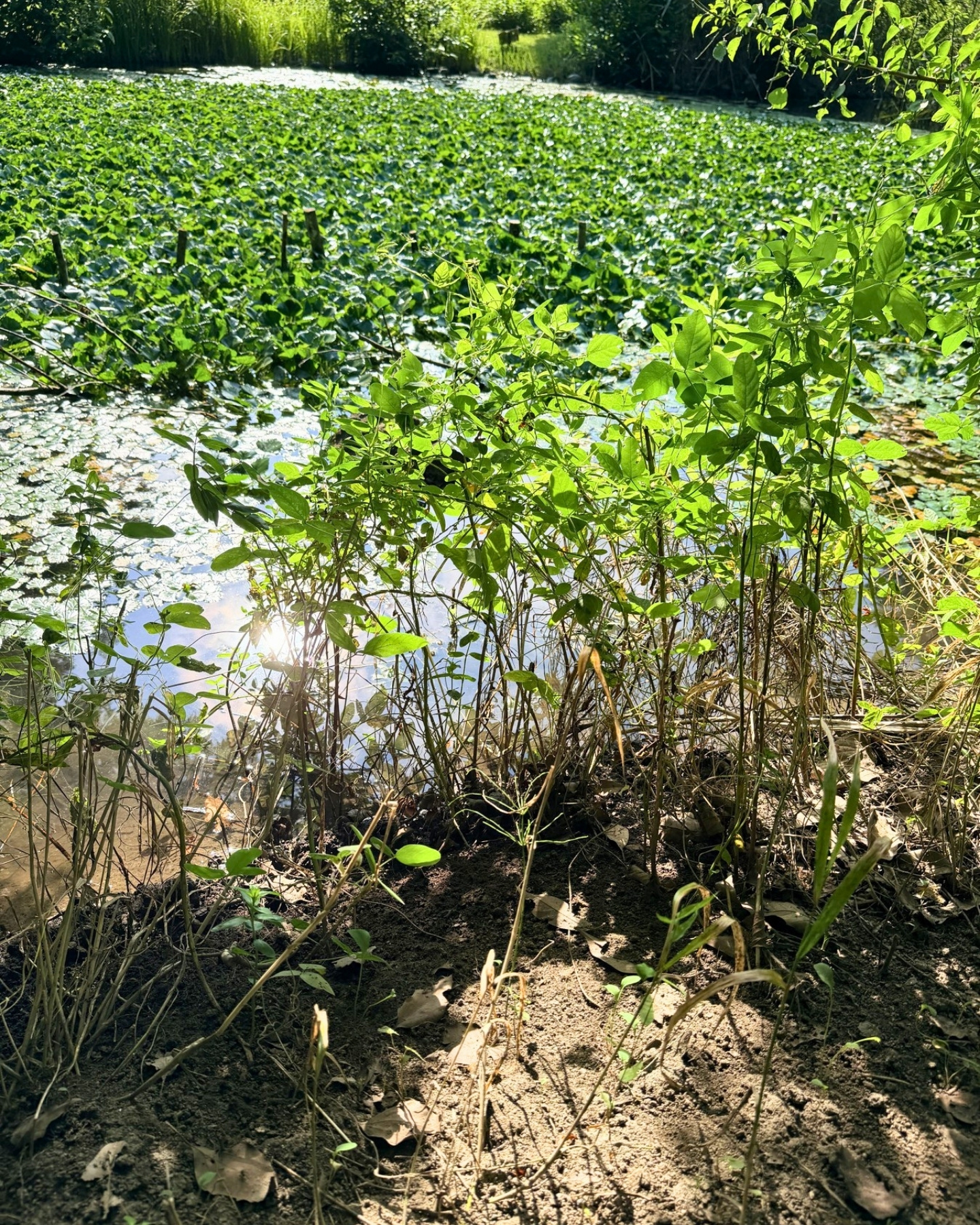 竜洋昆虫自然観察公園 水草におおわれた池
