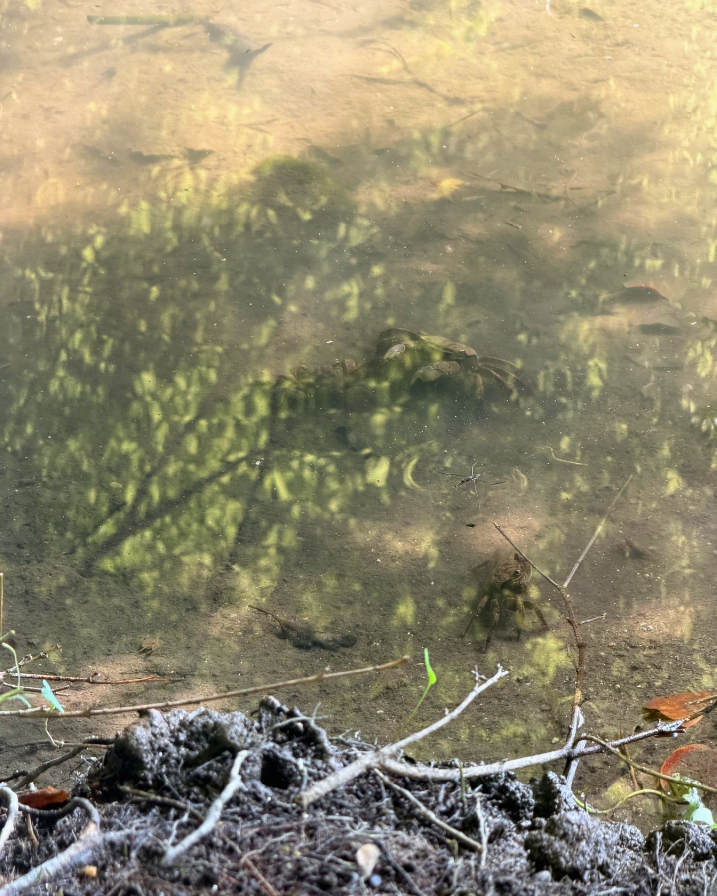 竜洋昆虫自然観察公園 池の水中 よく見るとカニがいますよ