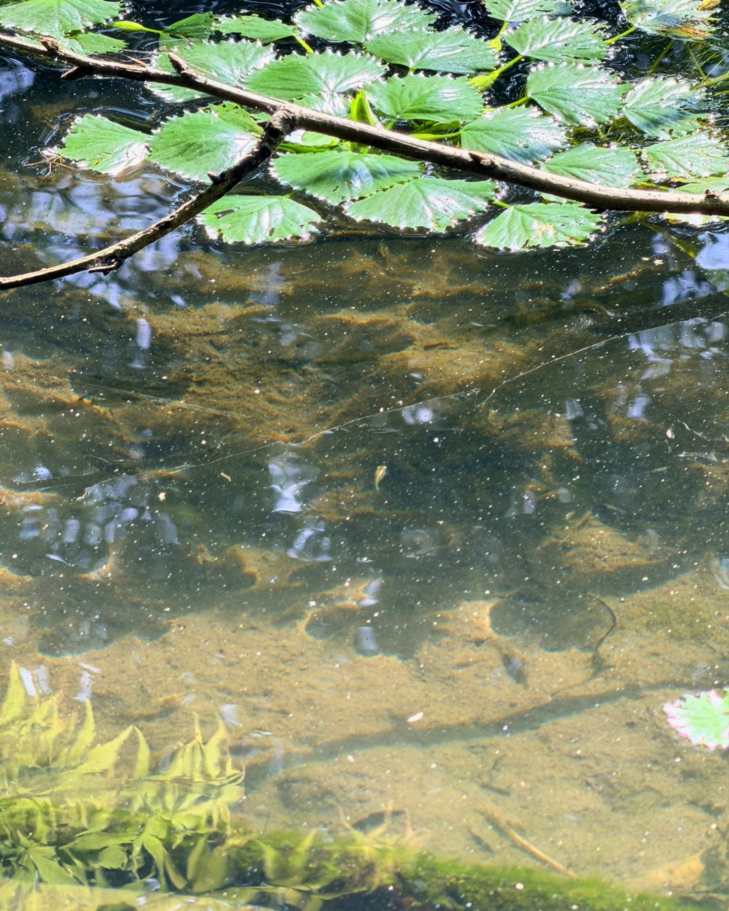 竜洋昆虫自然観察公園 透きとおった水面 浮葉植物が浮かびます