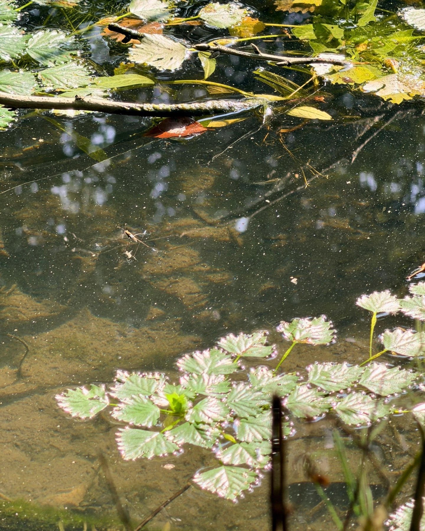 竜洋昆虫自然観察公園 メダカ 小さな魚が泳ぐ姿も見られます