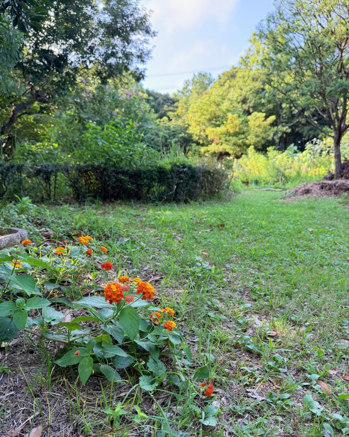 竜洋昆虫自然観察公園 チョウの花壇 カラフルな花が咲いています