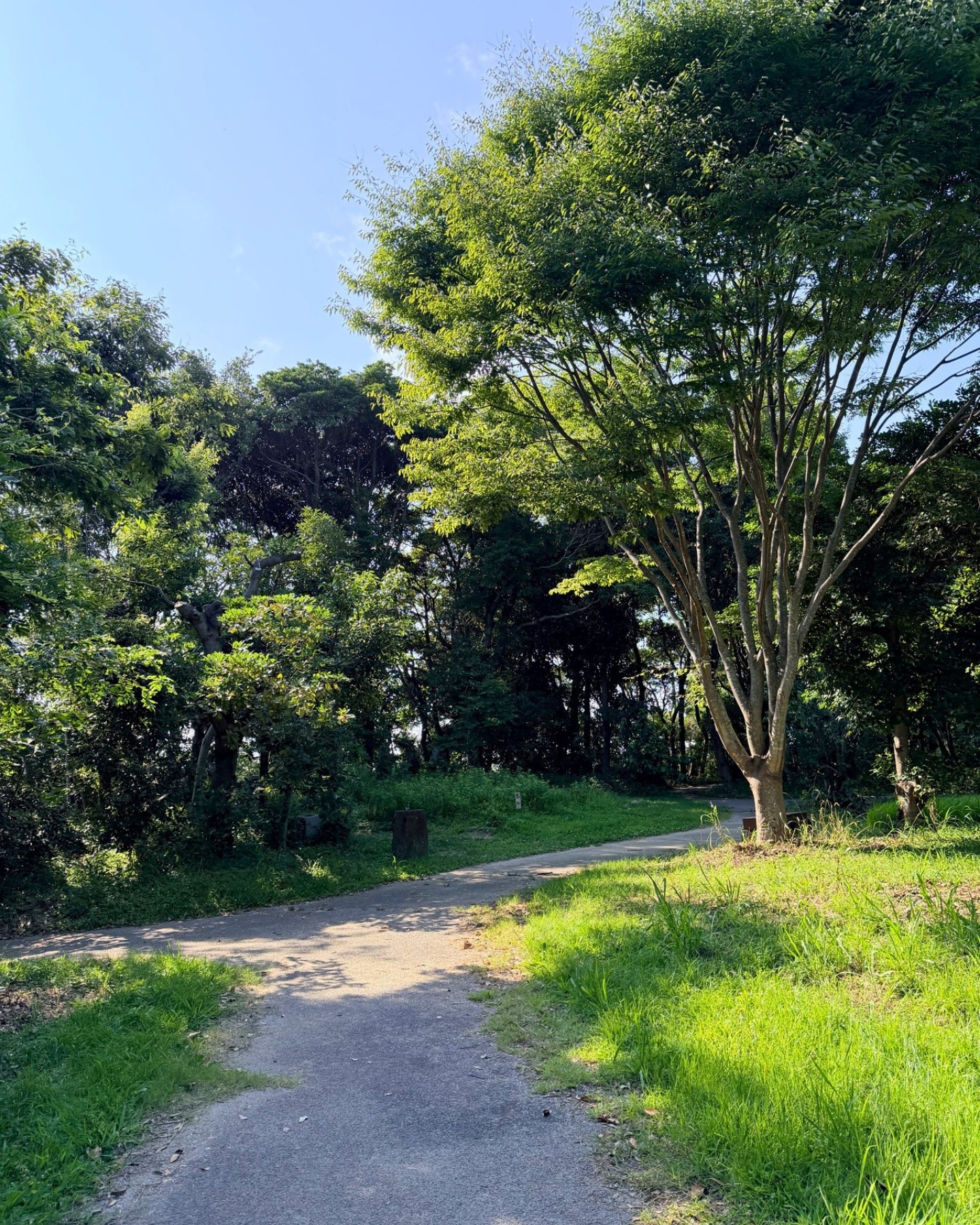 竜洋昆虫自然観察公園 北エリアの分かれ道 道が広くて歩きやすいです