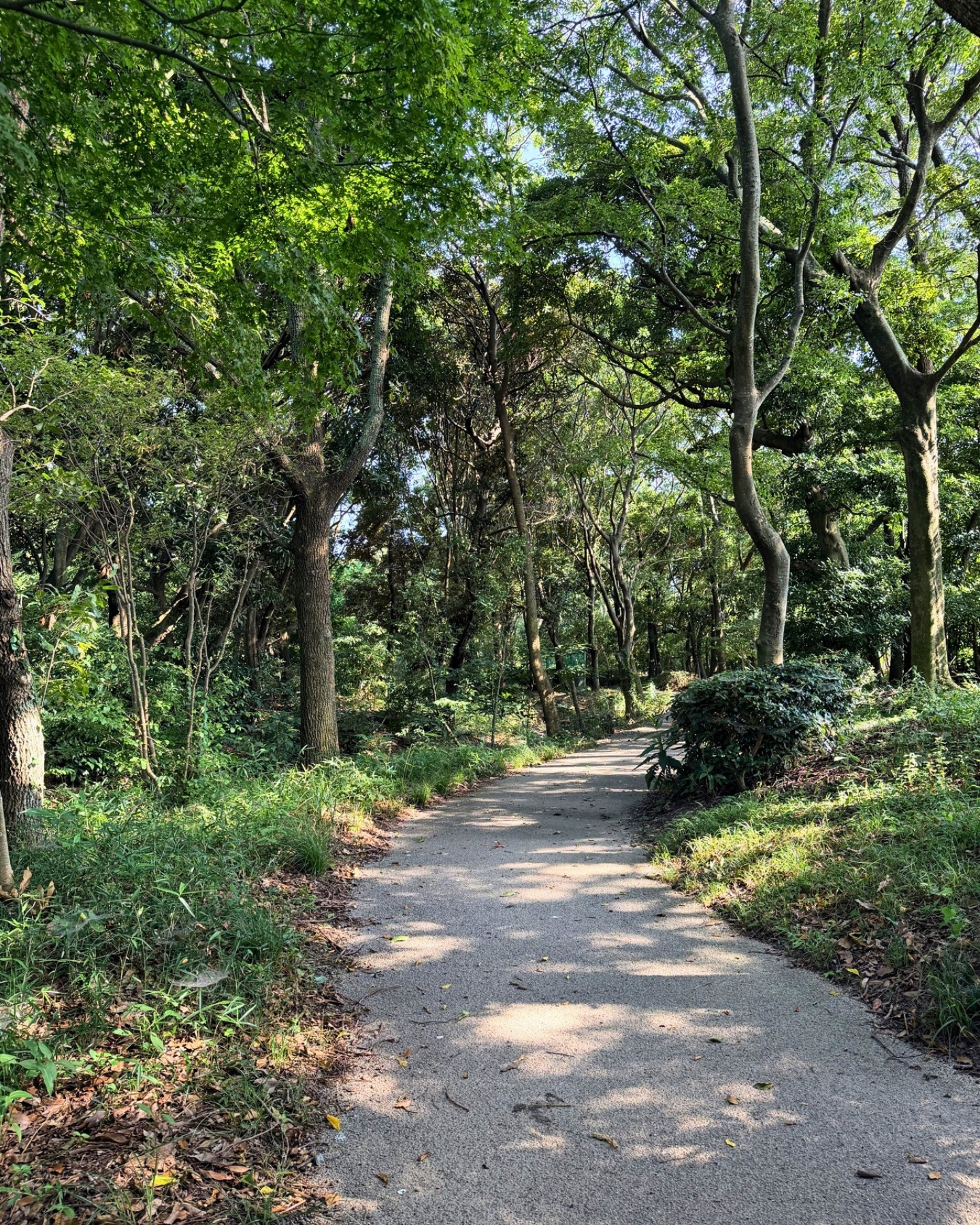 竜洋昆虫自然観察公園 緑豊かな遊歩道 自然観察にぴったりの環境