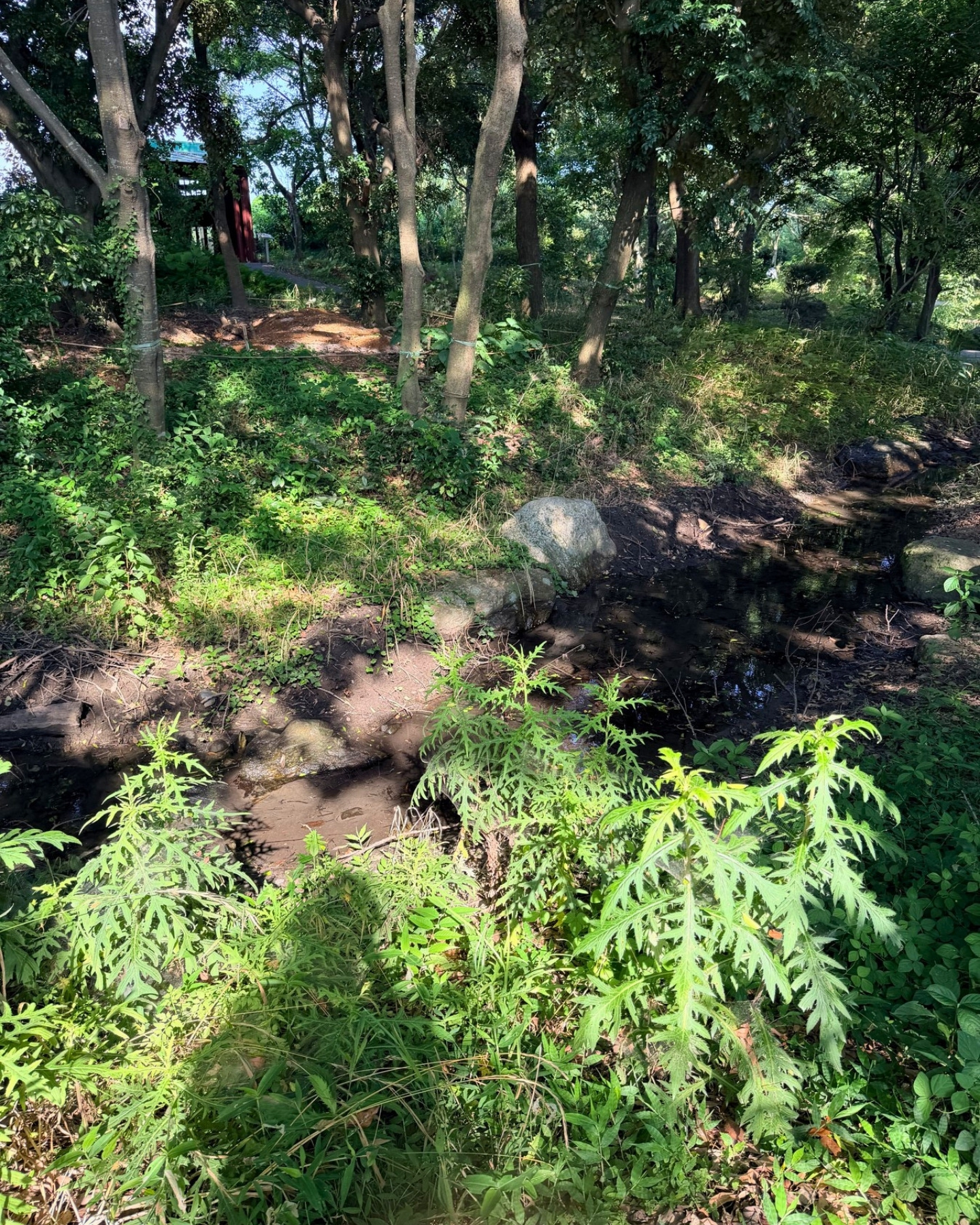 竜洋昆虫自然観察公園 木立の小道 静かで落ち着きます