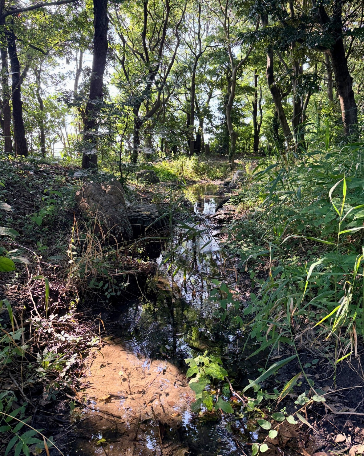 竜洋昆虫自然観察公園 透きとおった小川 アメンボや川エビがいます