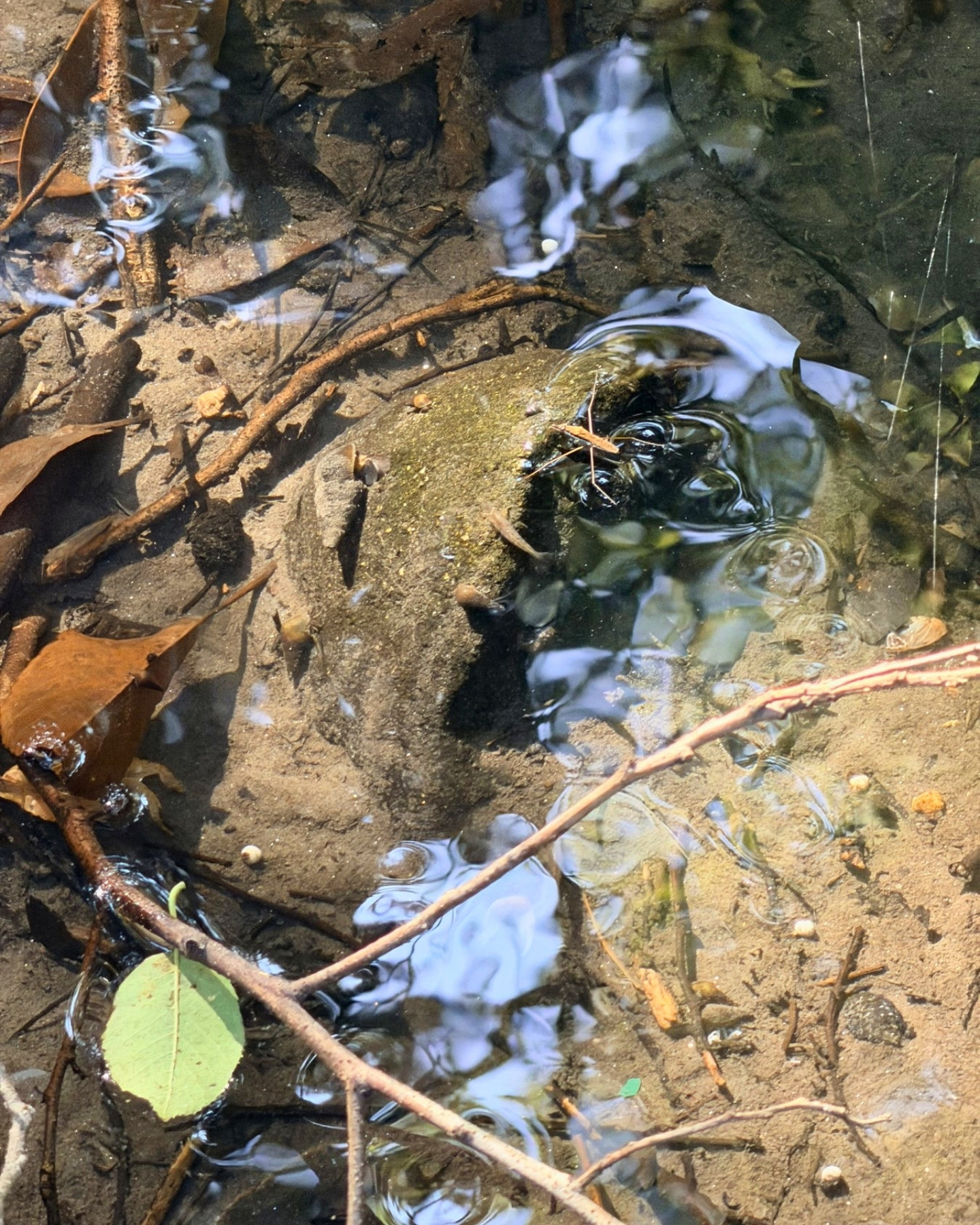 竜洋昆虫自然観察公園 きれいな水の流れ 底まで見えるほど澄んでいます